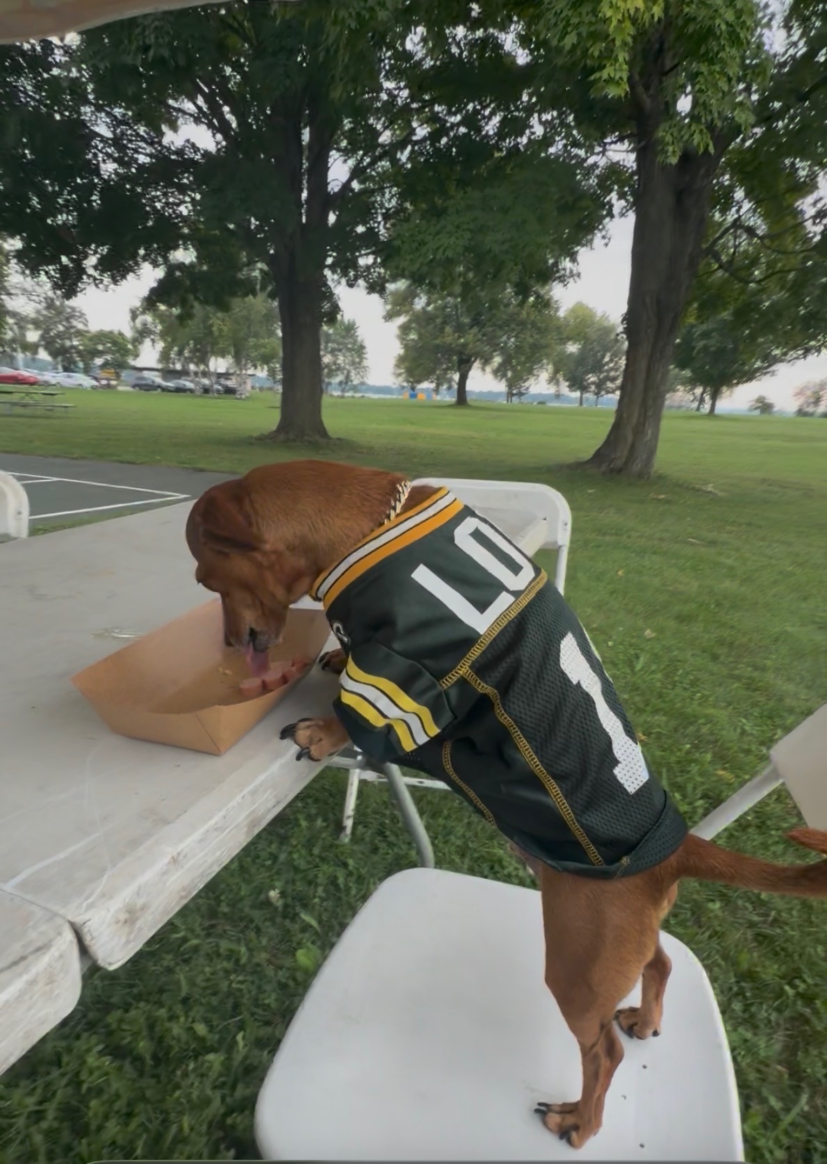 Dog wearing a Green Bay Packers jersey enjoying a Papa Dogs treat at the park