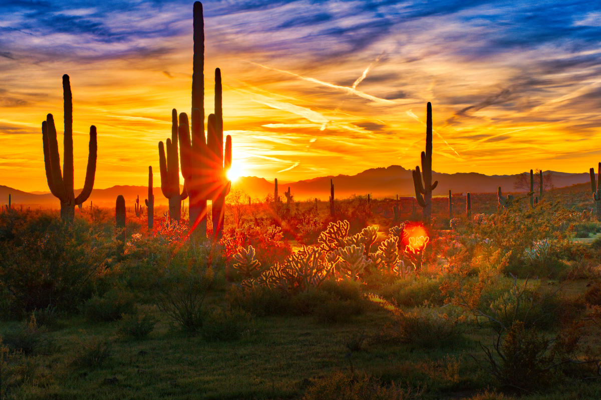 Arizona Desert Saguaro Golden Sunburst