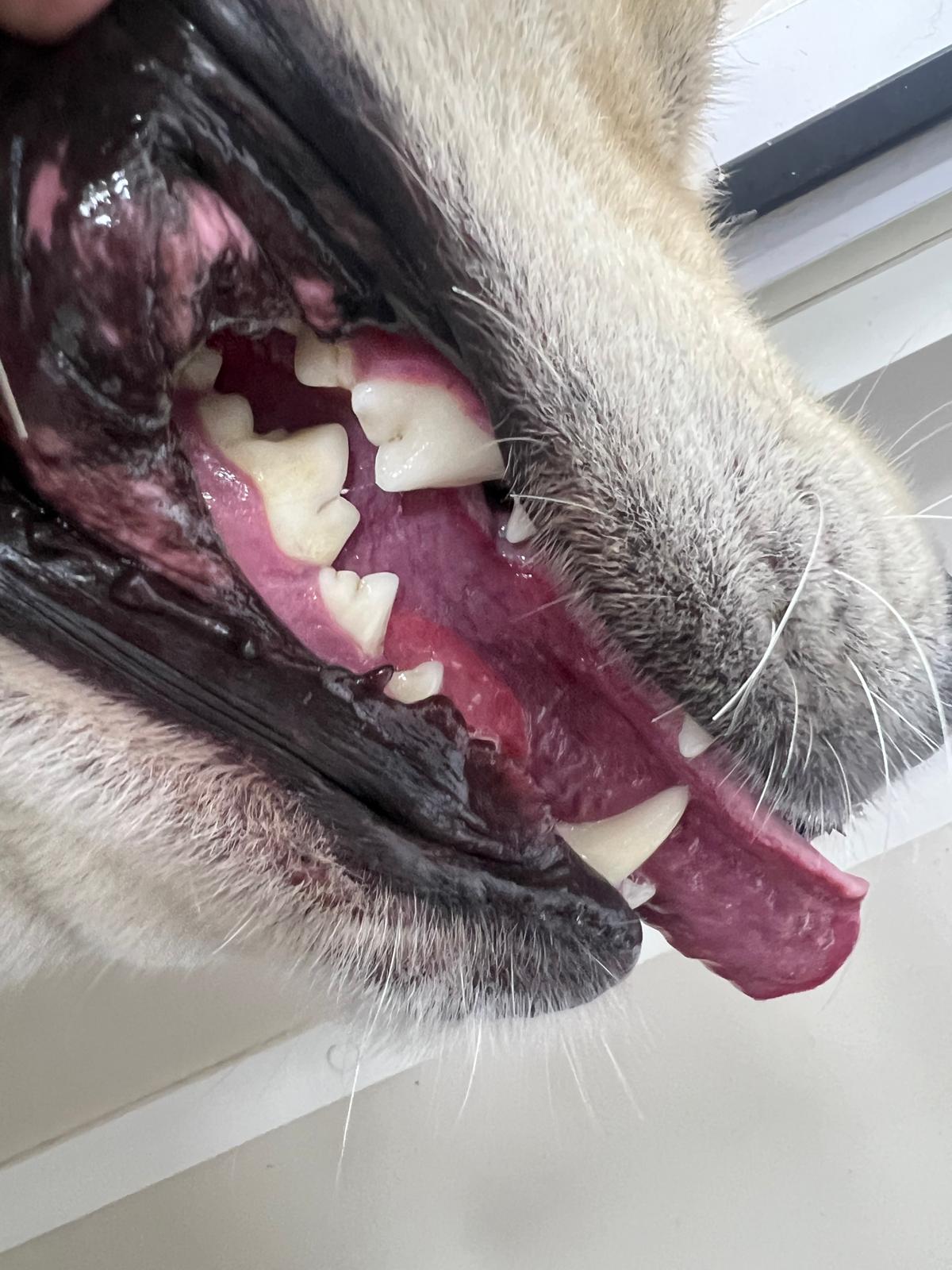 Close-up of a dog's teeth.