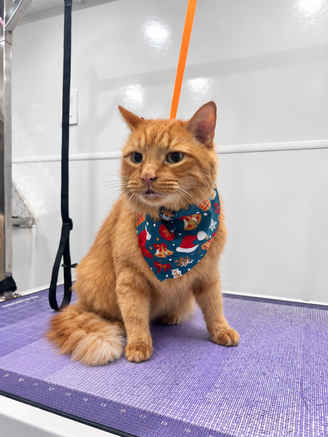 Orange cat wearing a bandana sitting calmly on a mobile grooming table