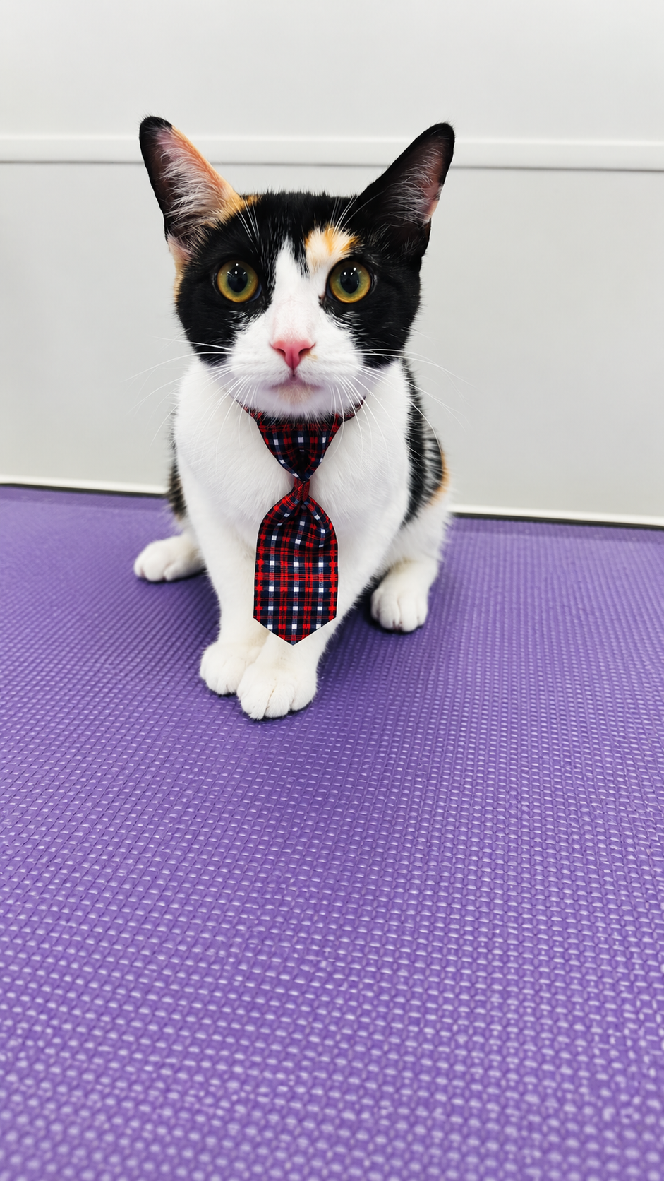 Cat sitting calmly during a mobile grooming appointment