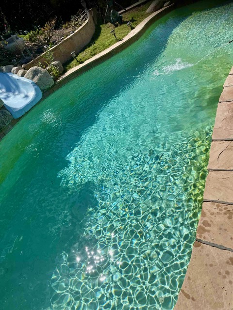Curved backyard swimming pool with sunlight reflecting on clean water