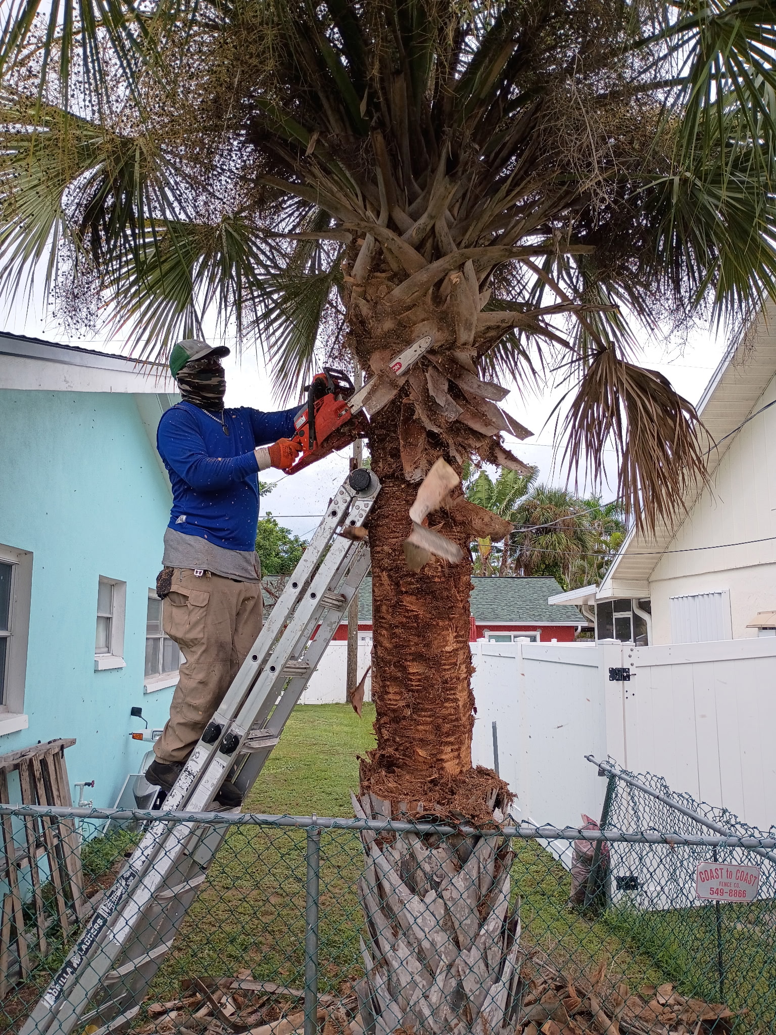 Bless Gardenz specialist trimming and skinning a tall cabbage palm tree with a chainsaw in Fort Myers, FL