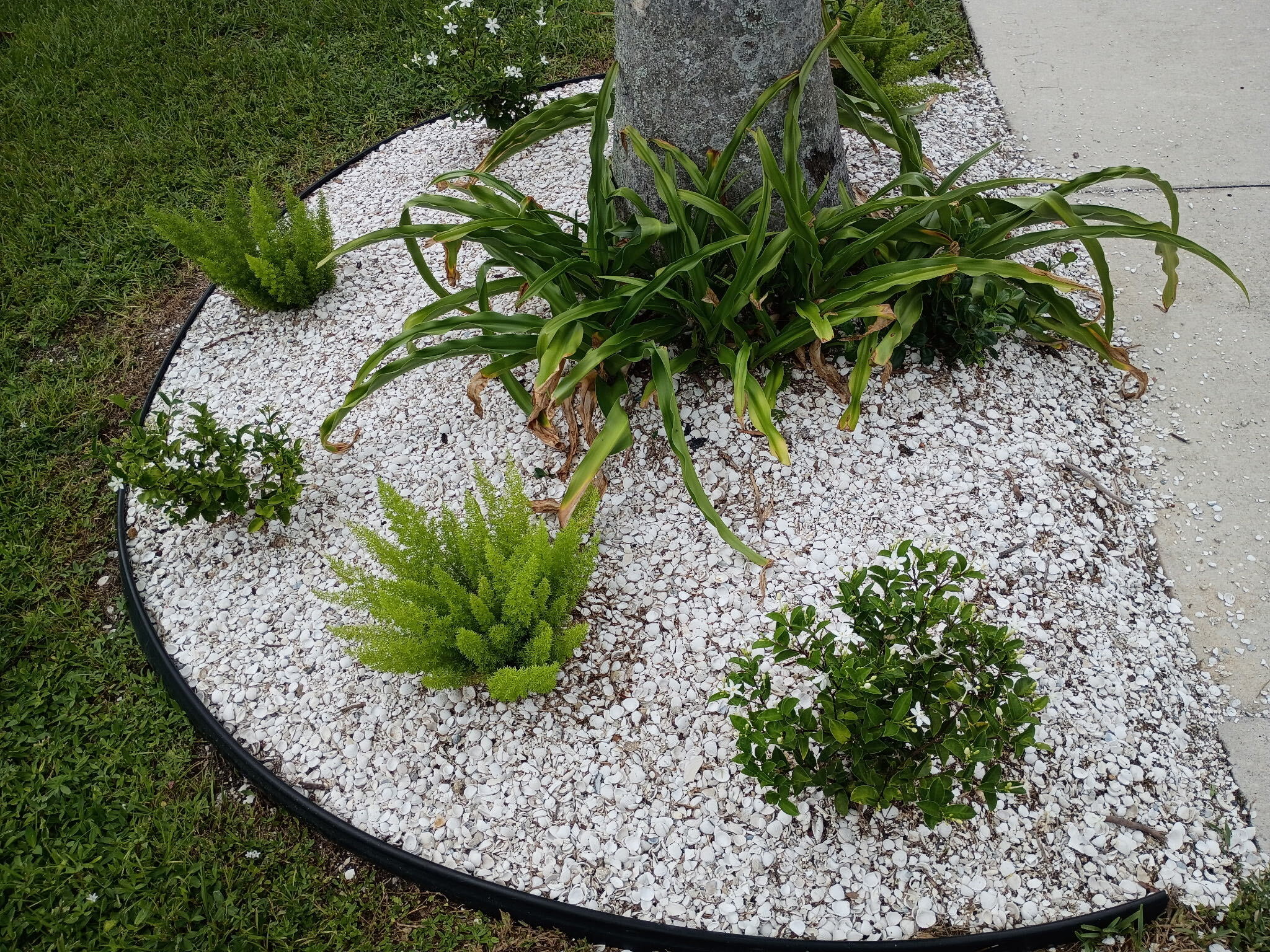 Bright white crushed seashell landscape bed with clean black edging and green accent plants by Bless Gardenz