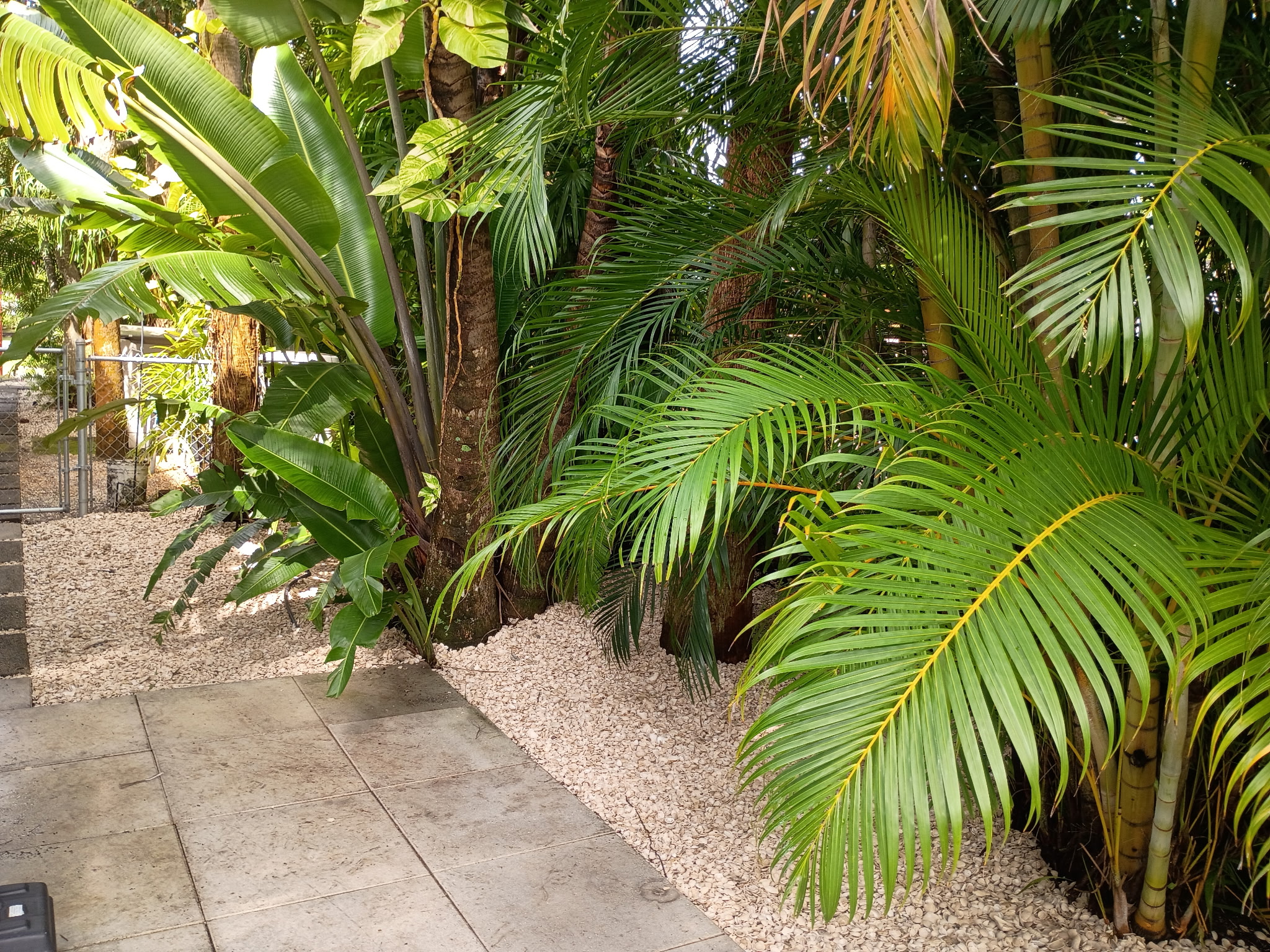 Tropical garden with manicured areca palms and banana plants over decorative seashell bedding