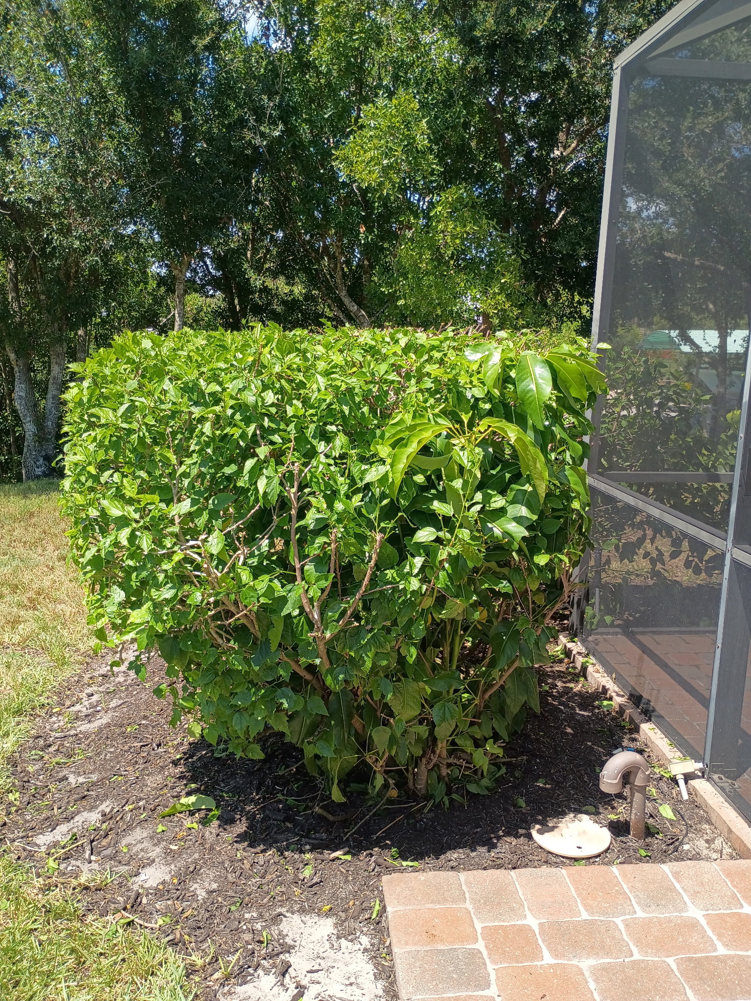 Overgrown brush cleared and privacy hedge trimmed cleanly beside a residential screened lanai in Fort Myers