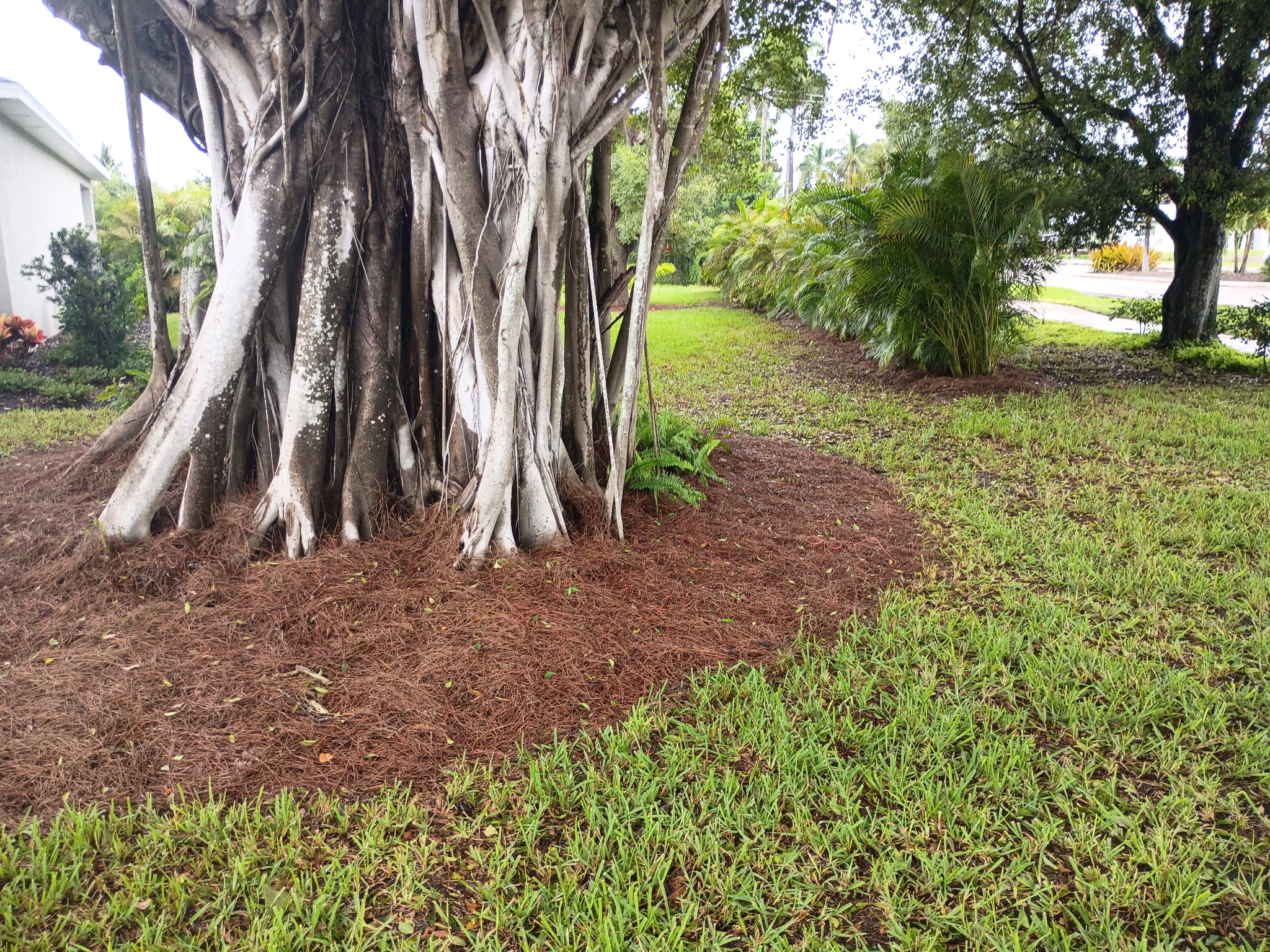 Lush Florida yard with mature banyan tree, fresh pine needle mulch bed, and manicured palm border