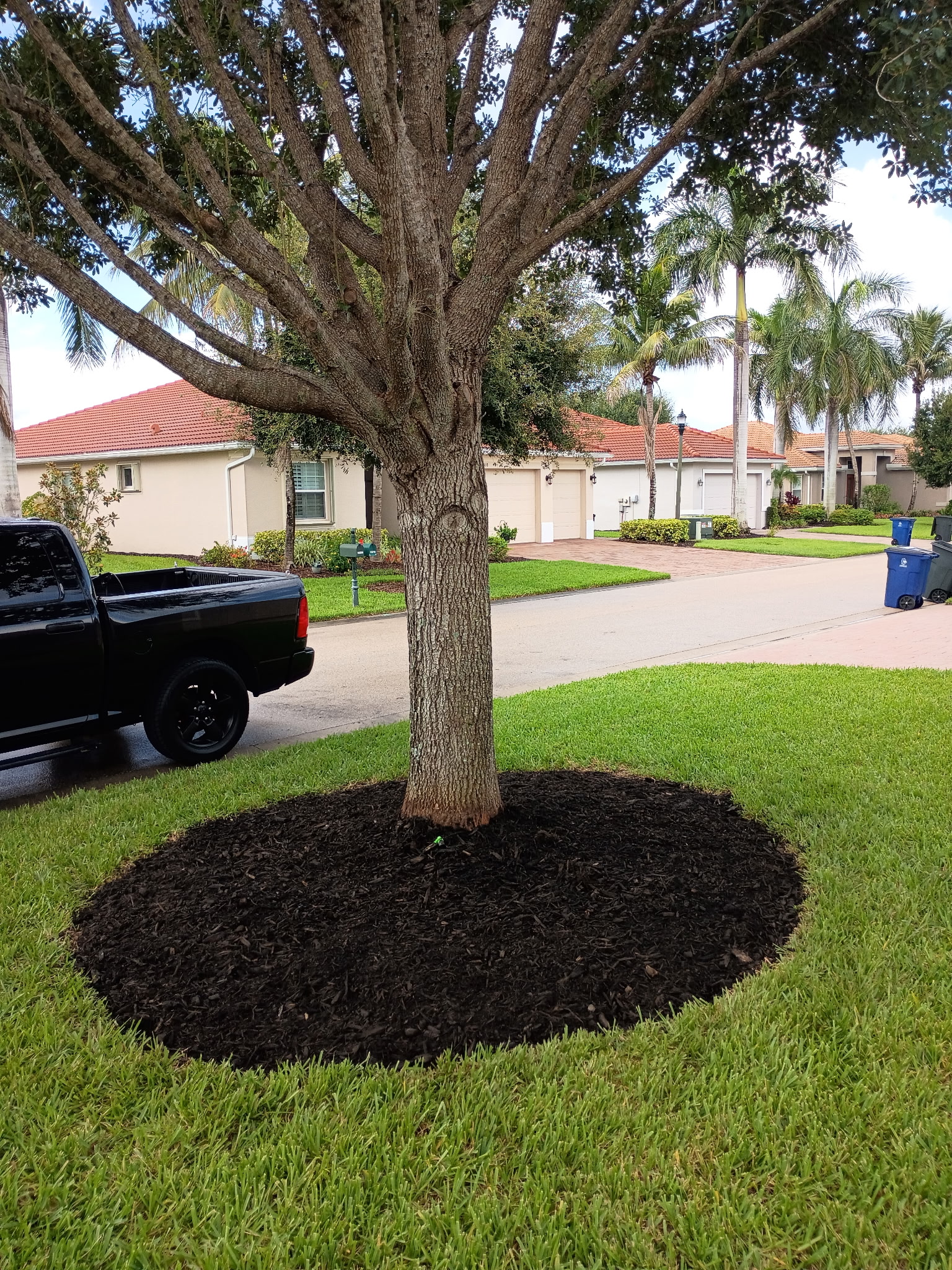 Mature shade tree neatly trimmed with a crisp circular mulch ring in a Fort Myers, FL residential yard