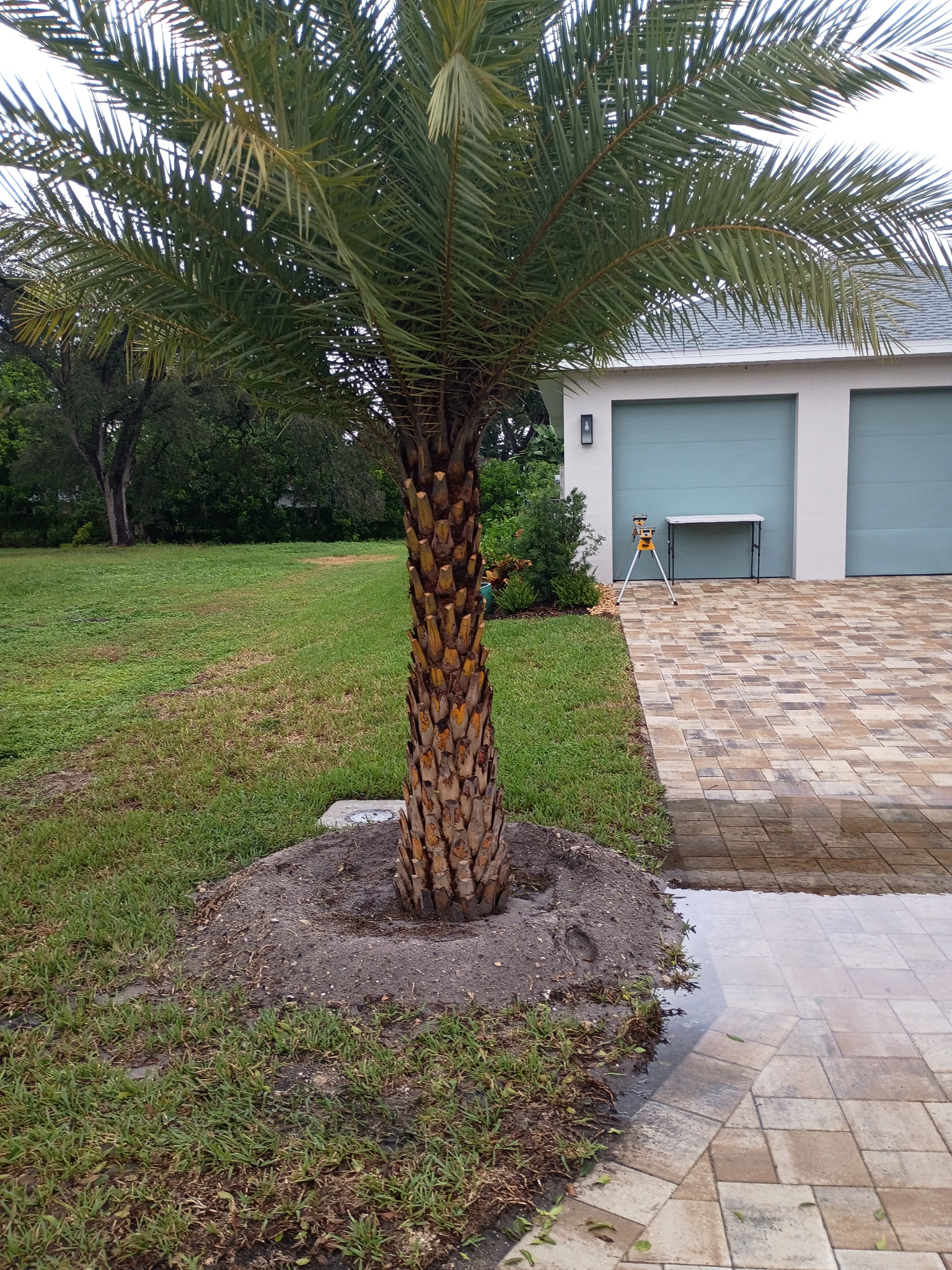 Finished trimmed palm tree with manicured trunk and clean mulch ring beside a paver driveway