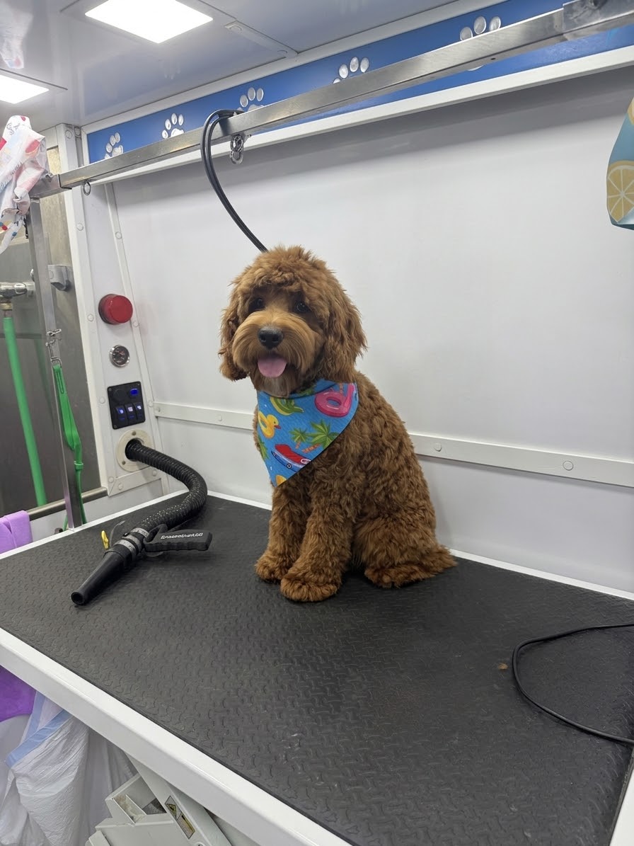 A cheerful brown Labradoodle wearing a colorful summer bandana on the grooming table inside the Fluffy Crew mobile van