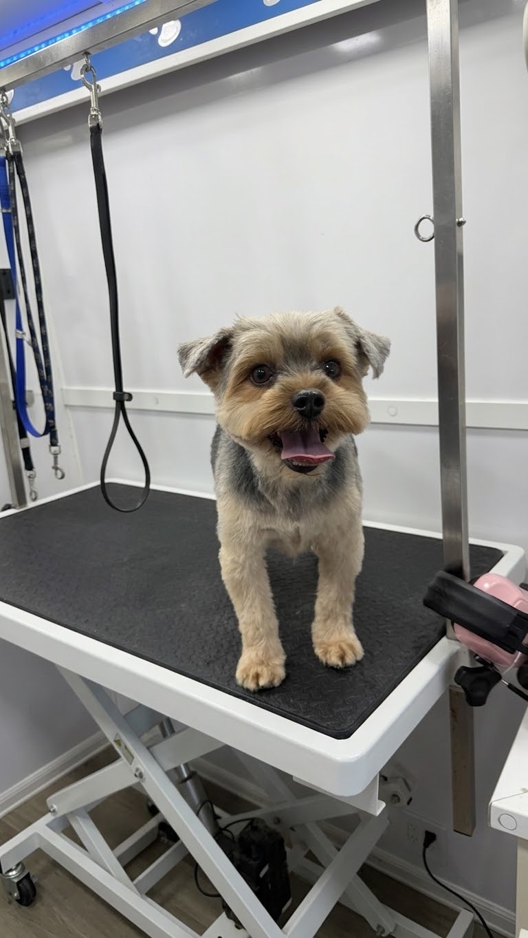 A friendly Yorkshire Terrier mix standing happily on the electric grooming table after grooming