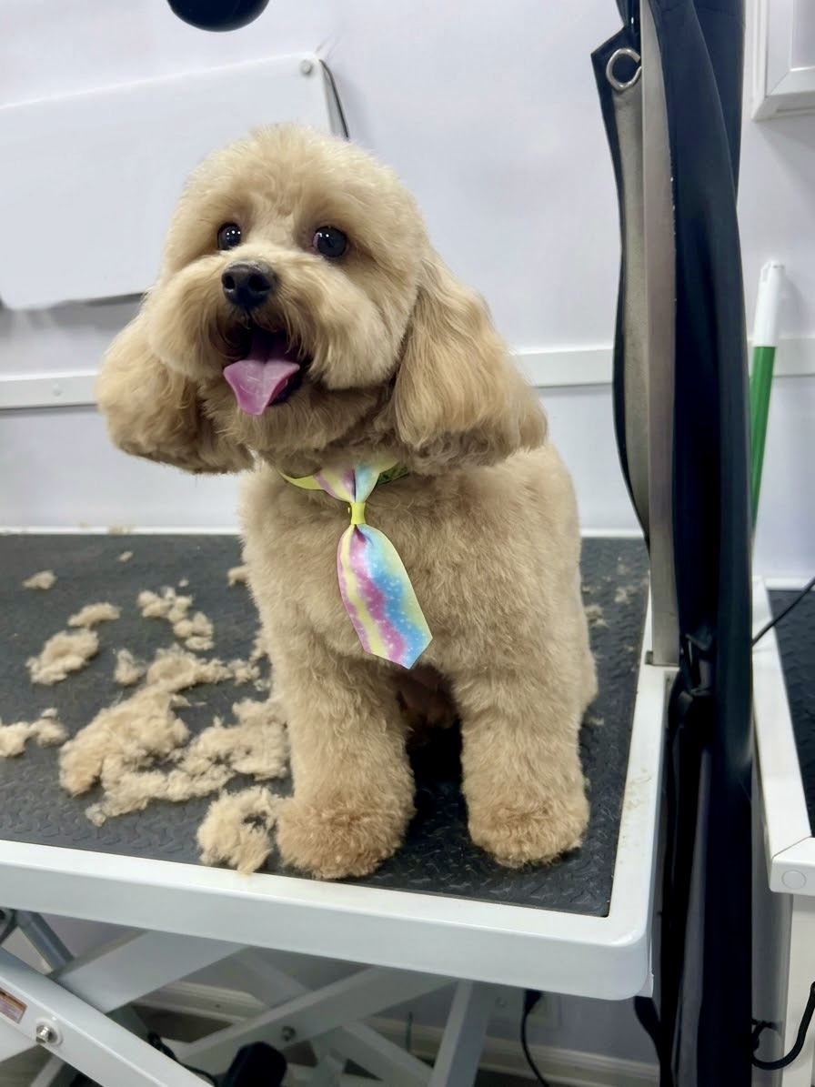 A happy cream toy poodle wearing a pastel tie posing proudly after a fresh haircut