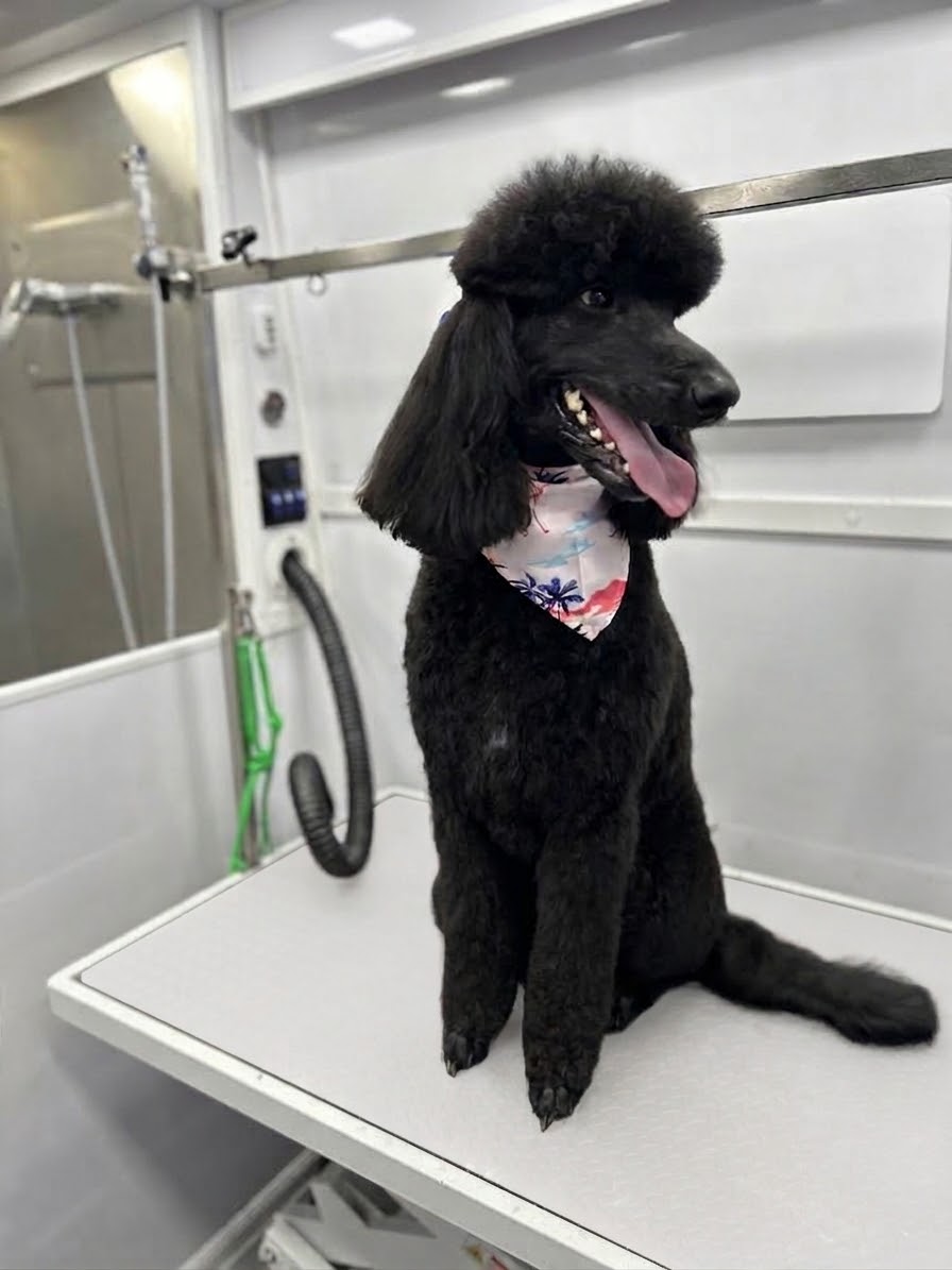 An elegant black Standard Poodle with a classic poodle cut and tropical bandana smiling inside the salon