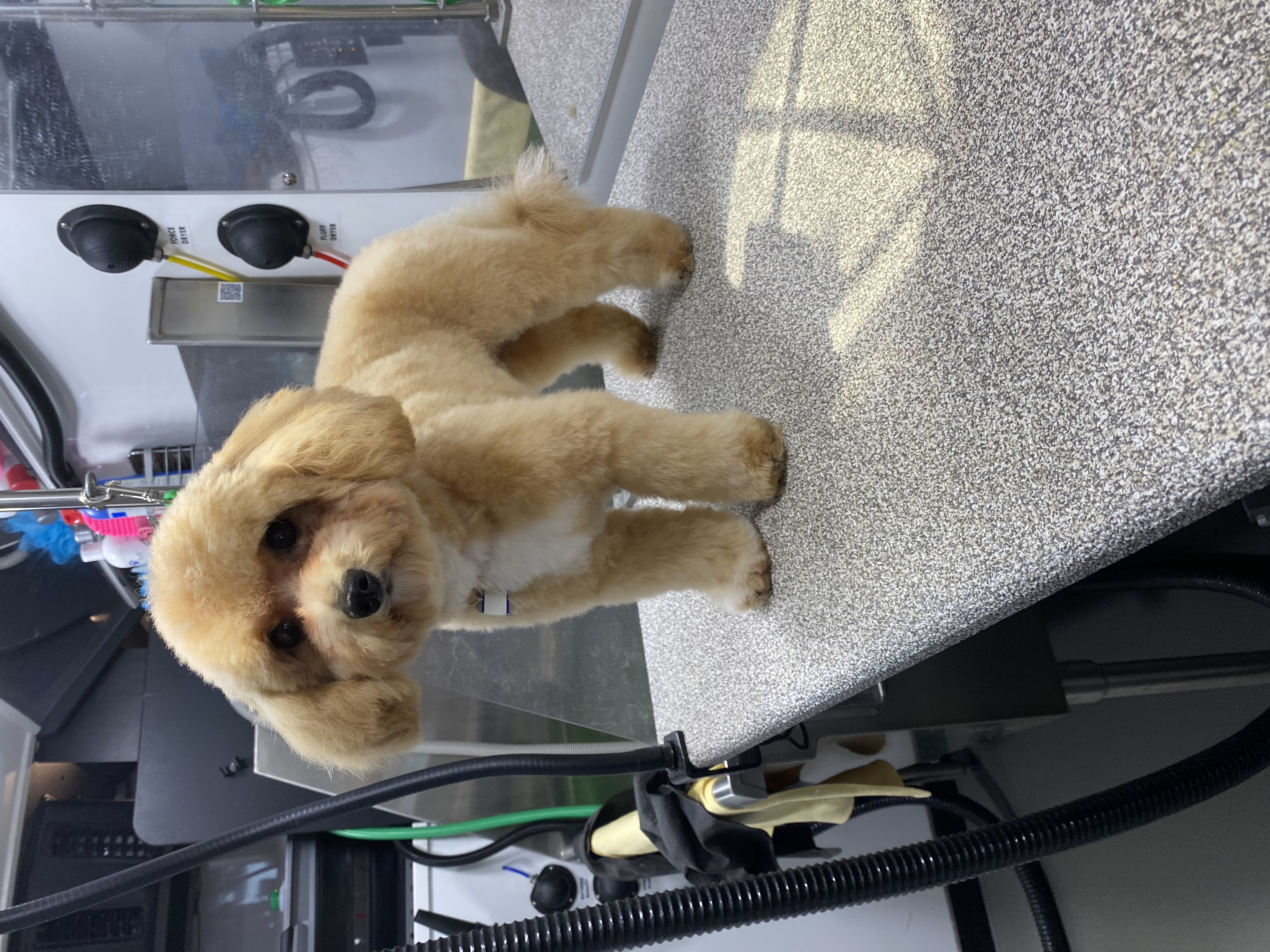 A cute fluffy goldendoodle standing proudly on the grooming table inside the mobile salon