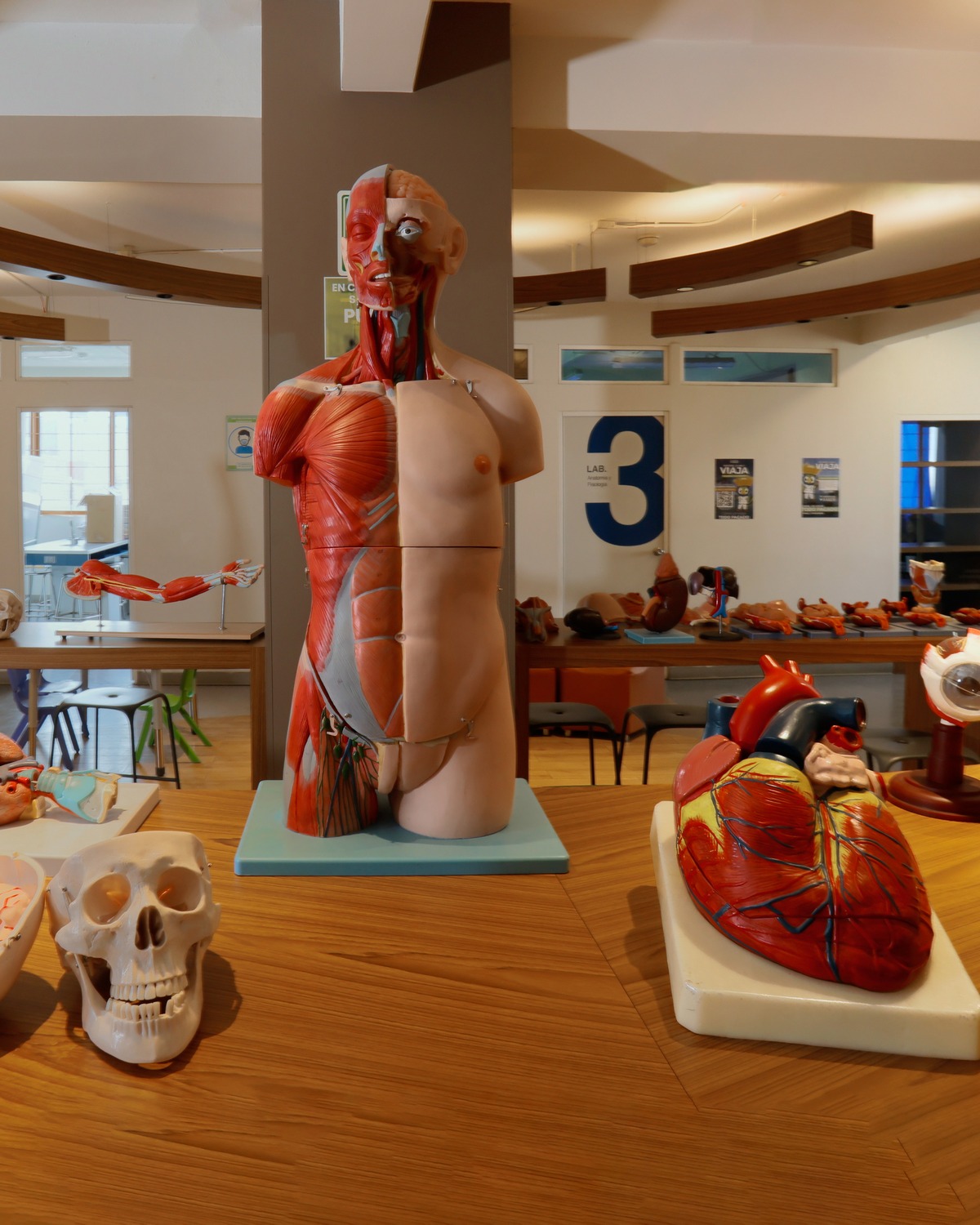 Anatomía que se toca
