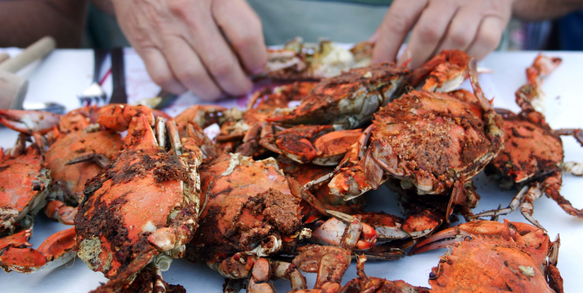 Steamed blue crabs ready for pickup