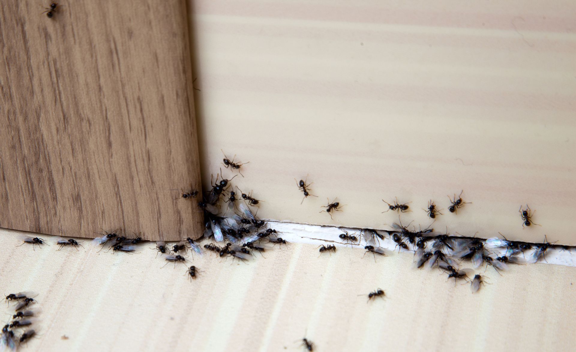 Interior baseboard swarming winged ants during inspection