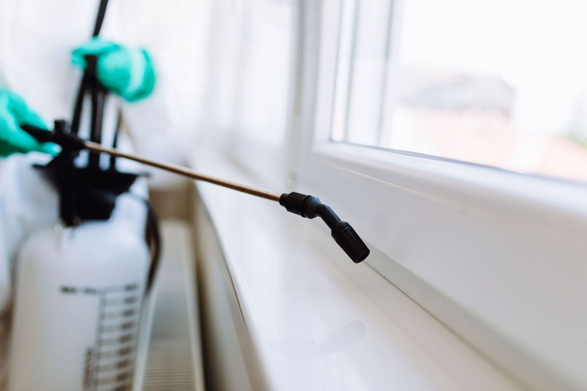 Insect and Termite Removal