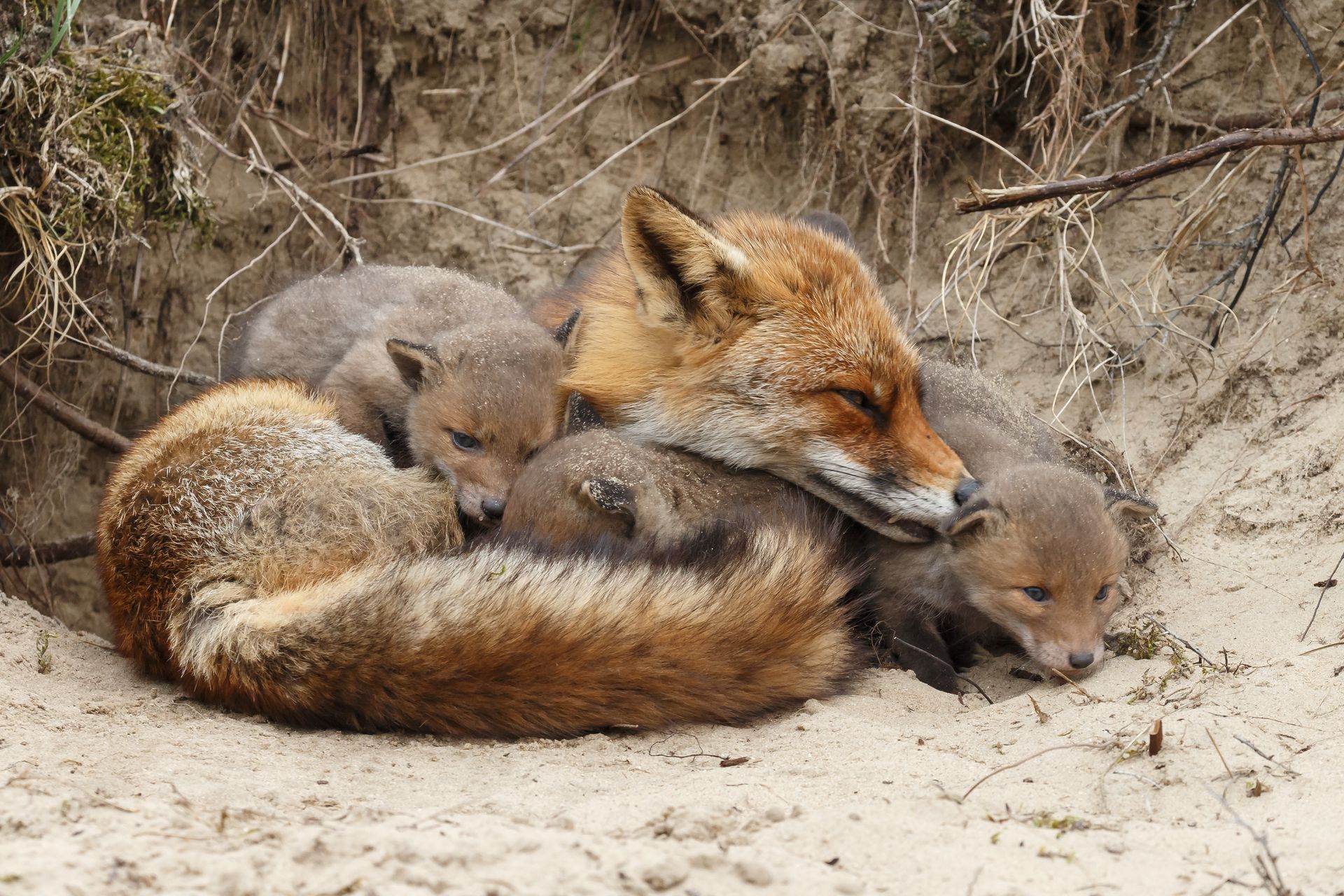 Humane wildlife relocation of a fox mother with kits in a den