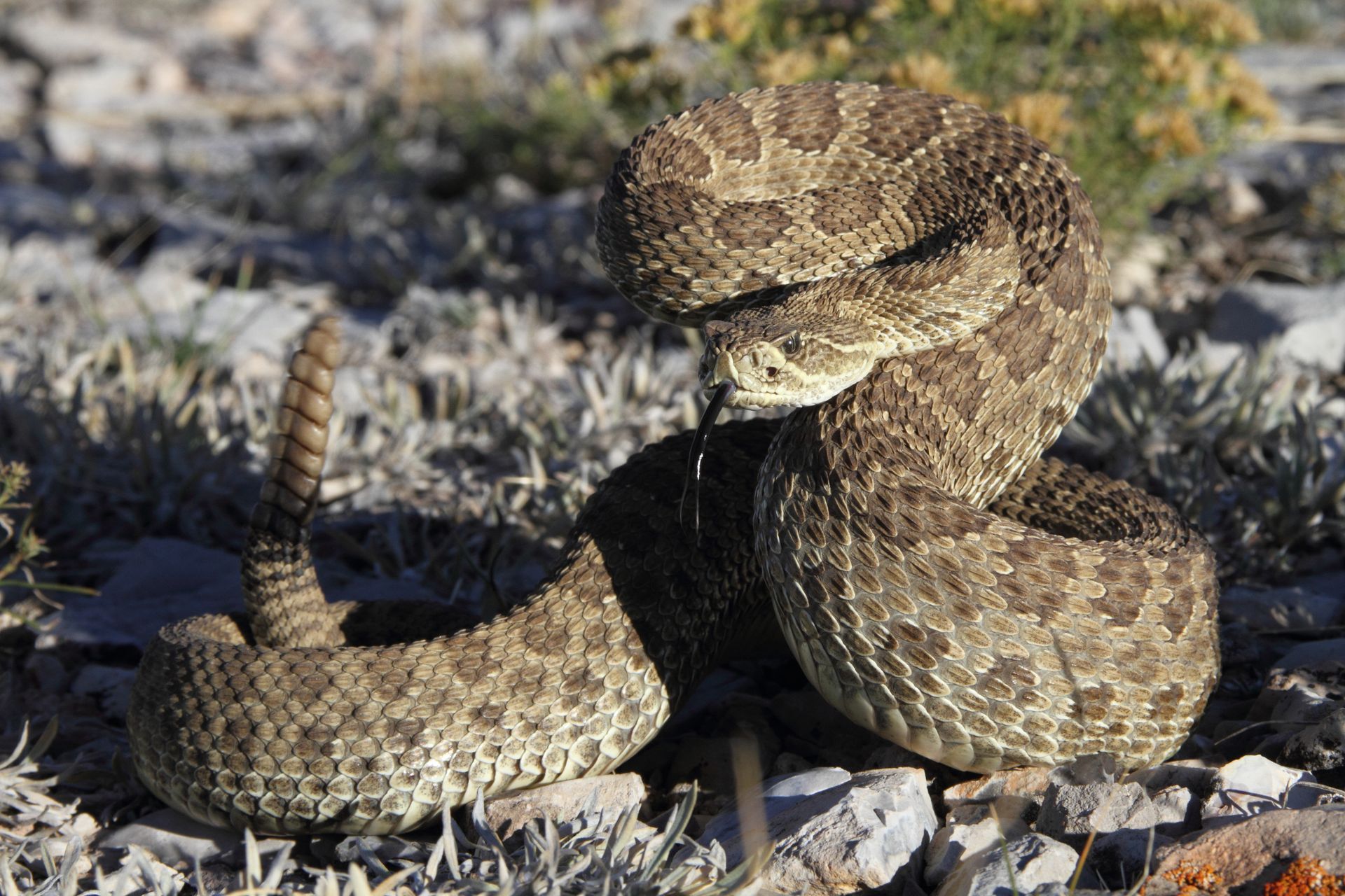 Dangerous reptile and snake removal of a coiled rattlesnake