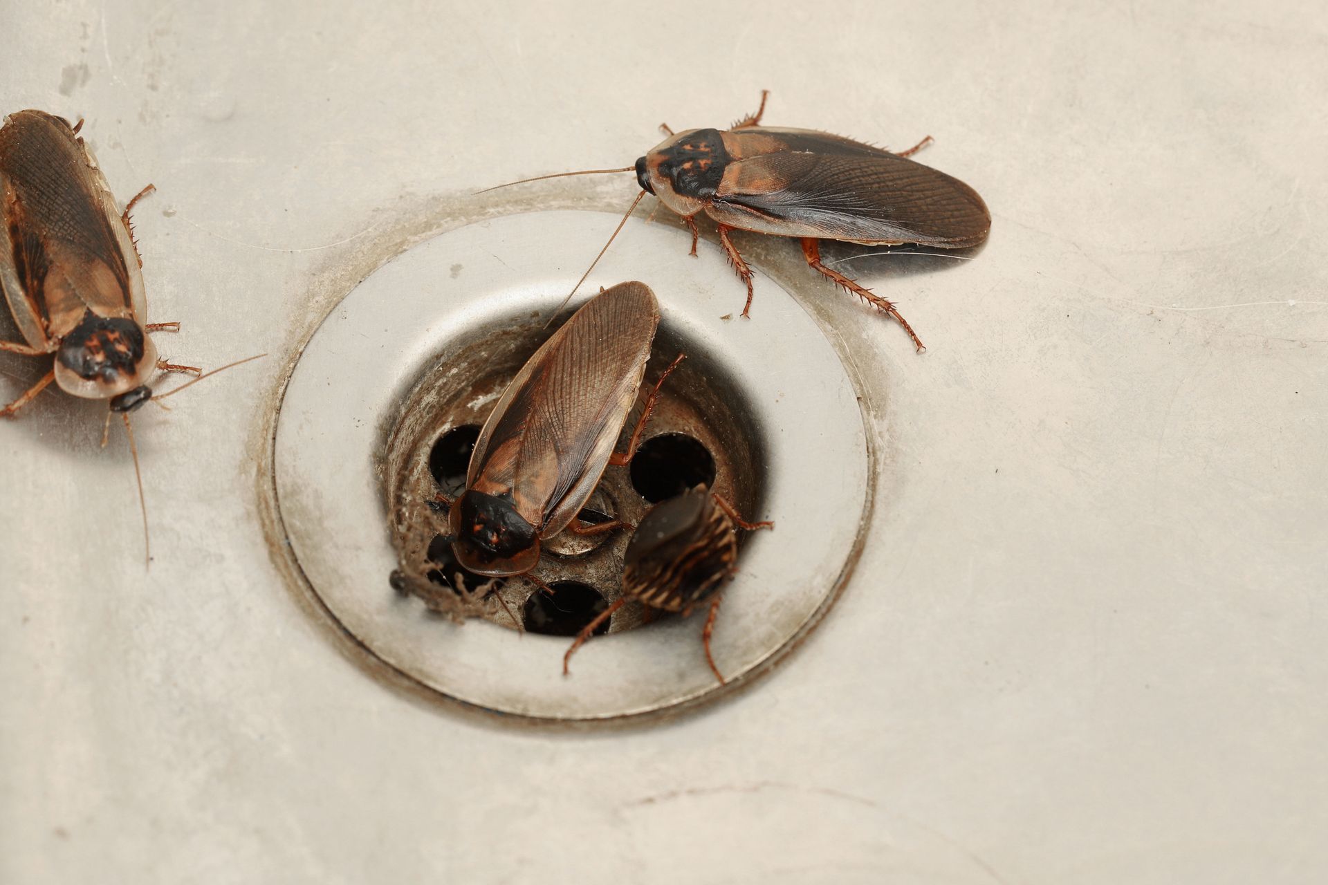 Cockroaches crawling around a stainless steel sink drain illustrating a cockroach infestation
