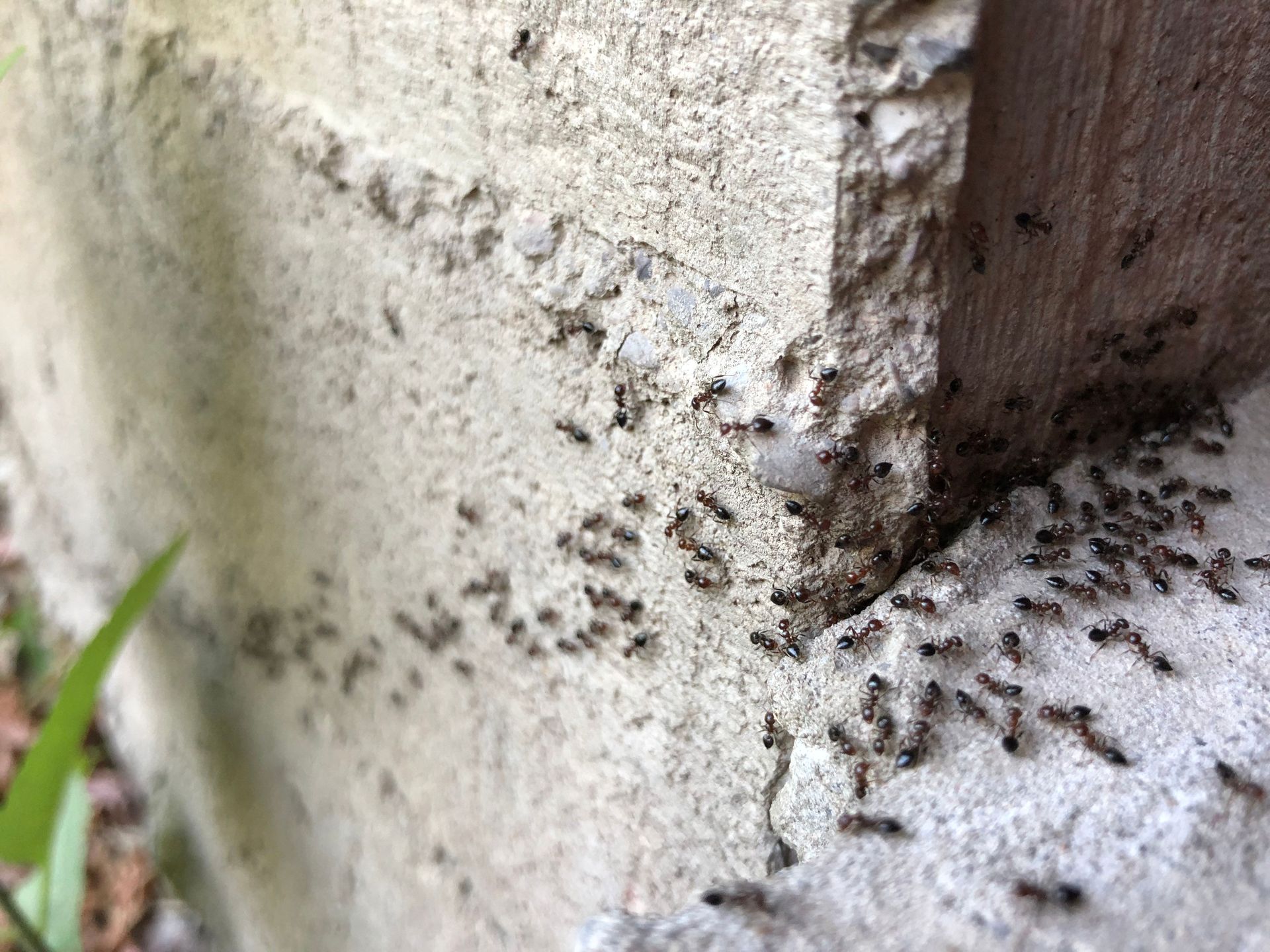 Exterior concrete foundation ant trail and colony