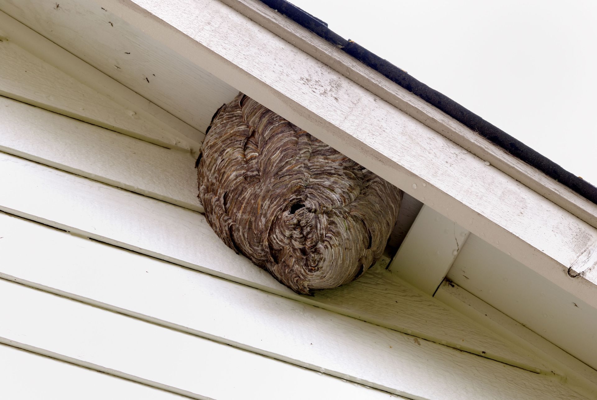 Large wasp and hornet nest under roof eaves and siding soffit requiring bee control