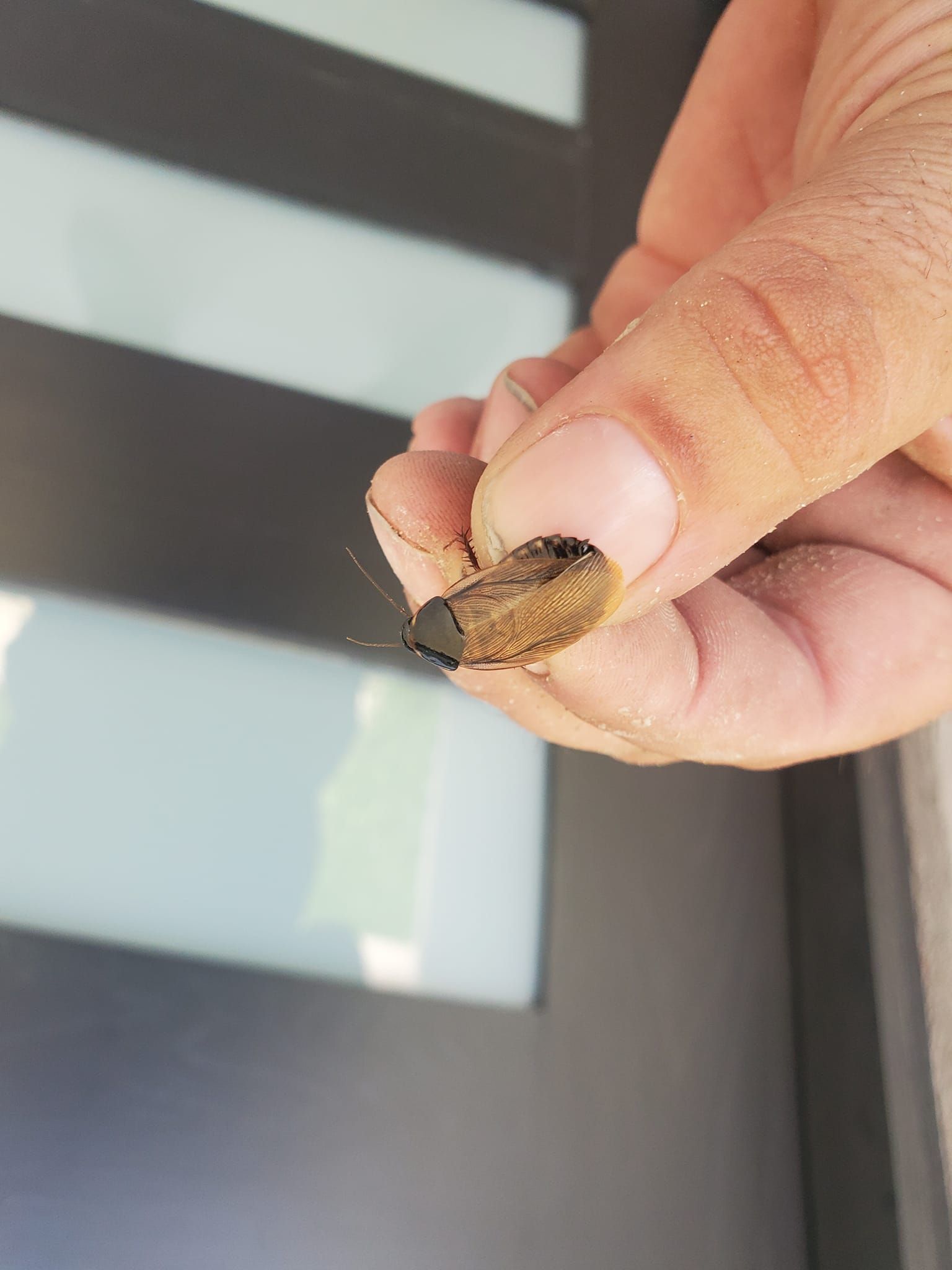 Cockroach inspection and identification by a King Pest technician