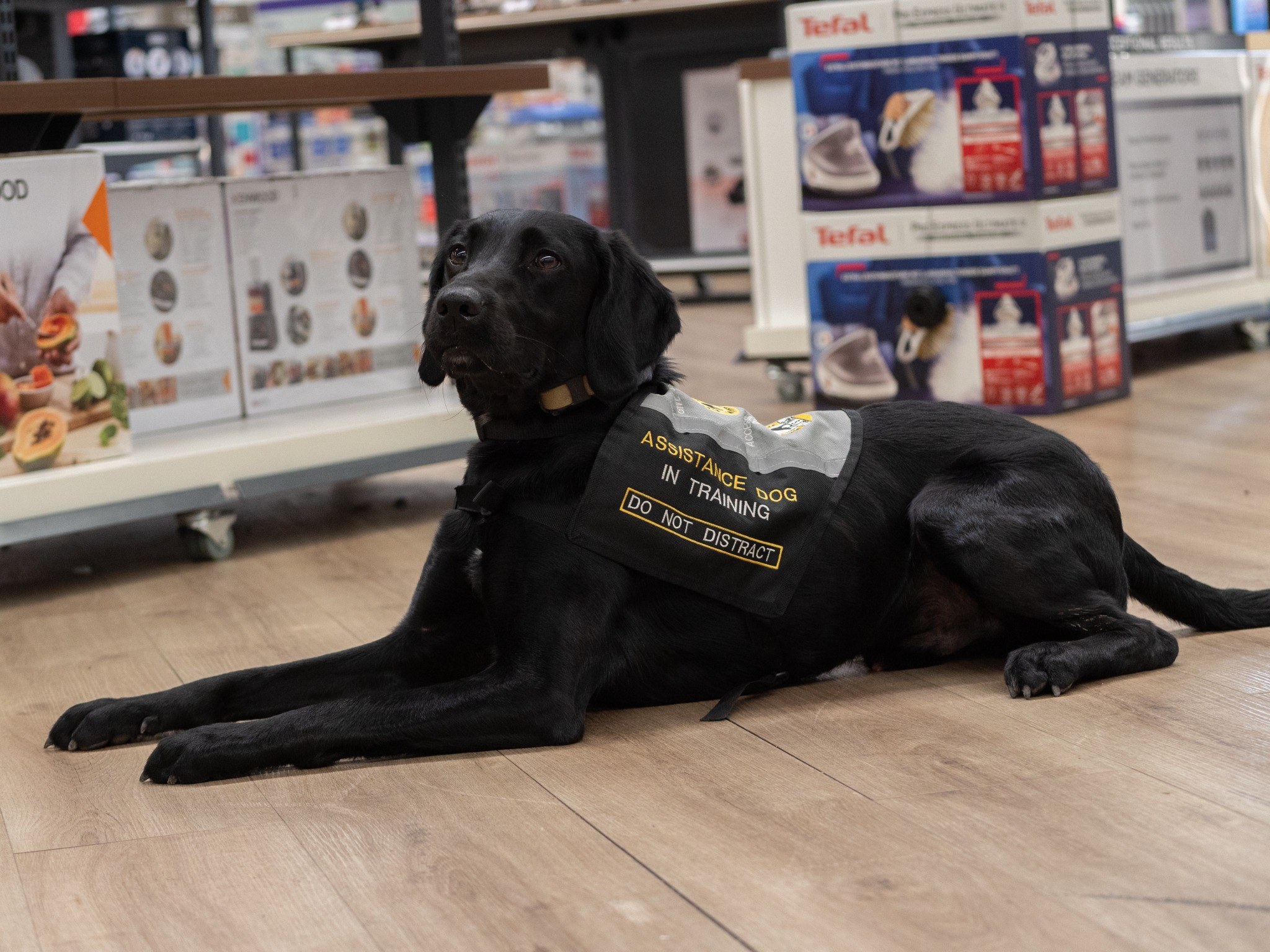 Assistance dog in training wearing a marked vest, lying calmly in a public store during public-access conditioning