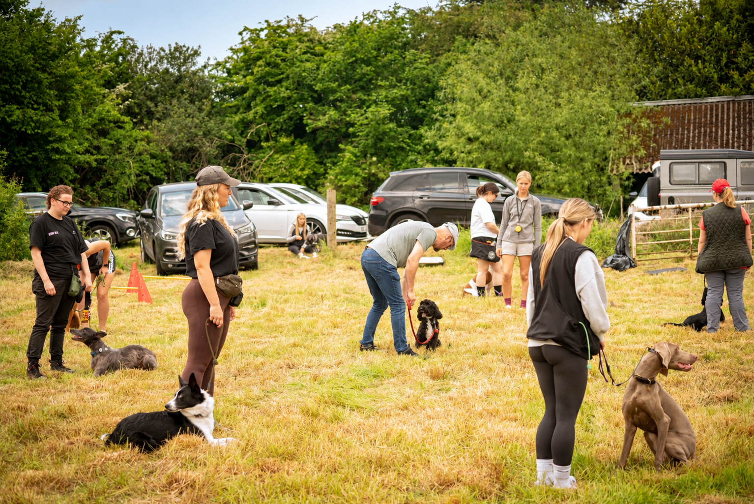 Ally's Dogs Safe Space neutral group pack walk with calm dogs on lead in the British countryside