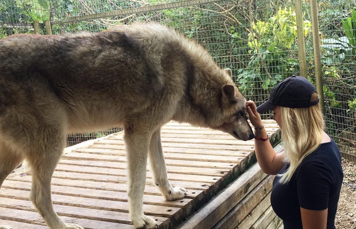 Ally practising gentle rescue and rehabilitation handling with a dog in need