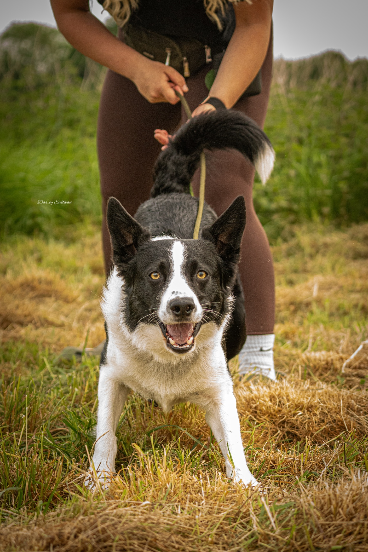 Channeling intense natural drive into rock-solid impulse control and handler responsiveness.