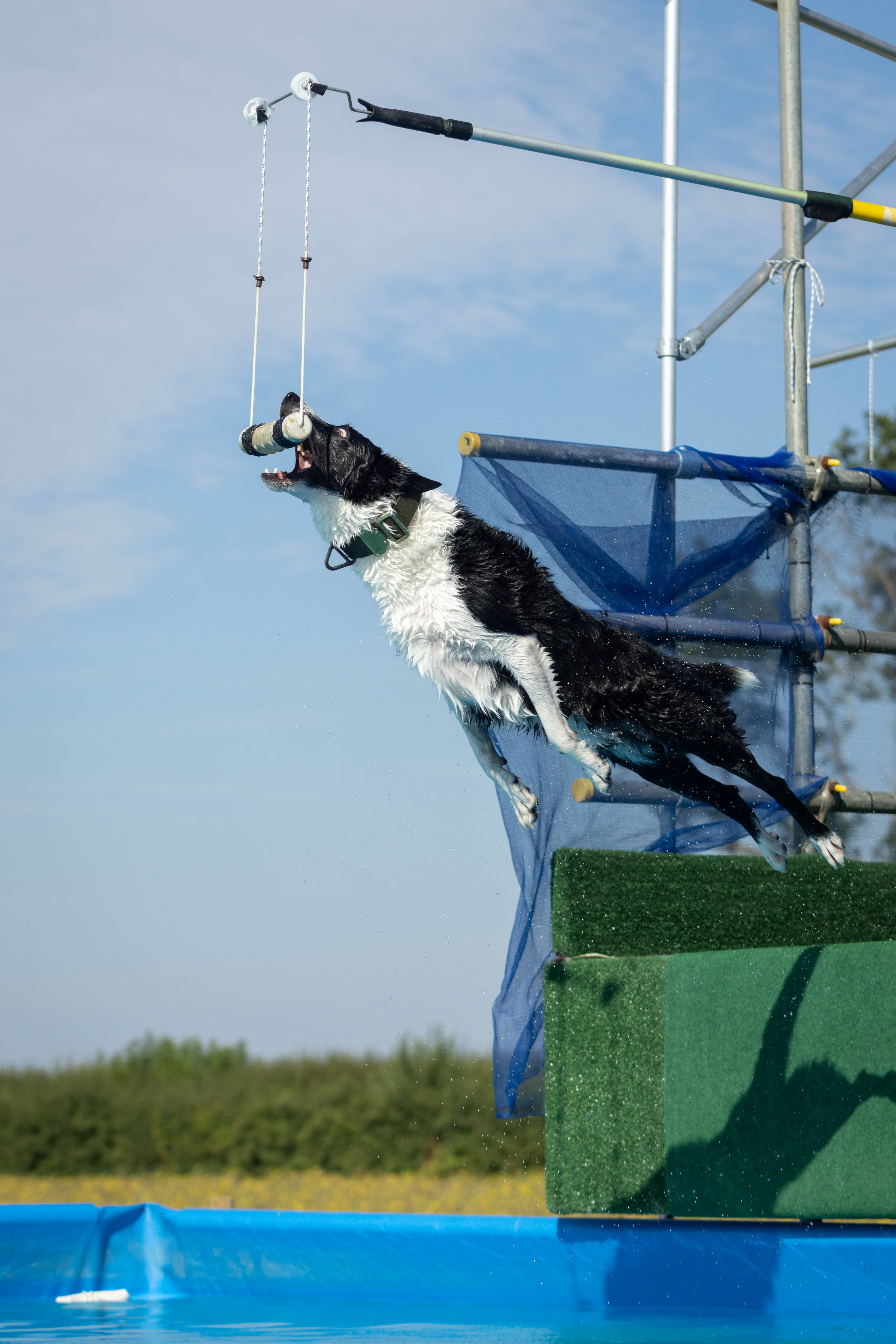 High-drive confidence and enrichment at external specialist dog sports days.