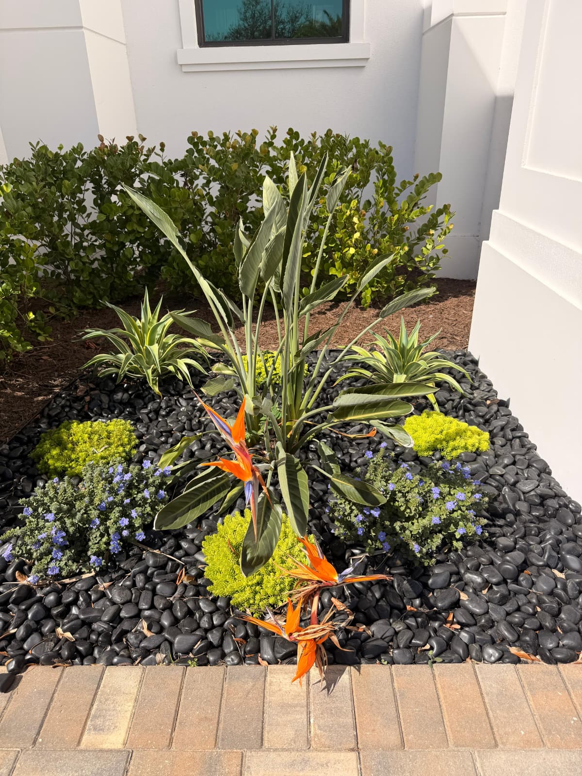 polished black river rock decorative garden with blooming bird of paradise along paver entry