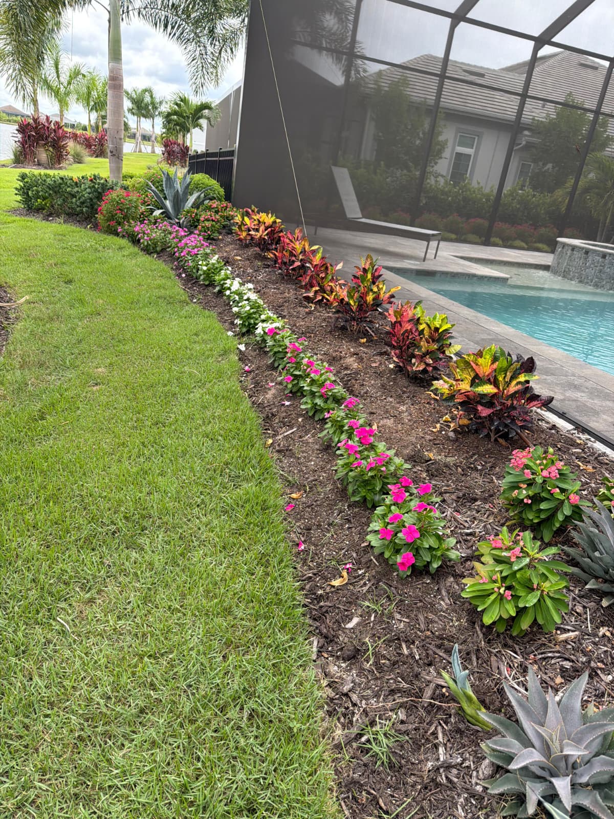 colorful poolside garden bed with crotons, flowering vinca, and agaves installed along pool patio