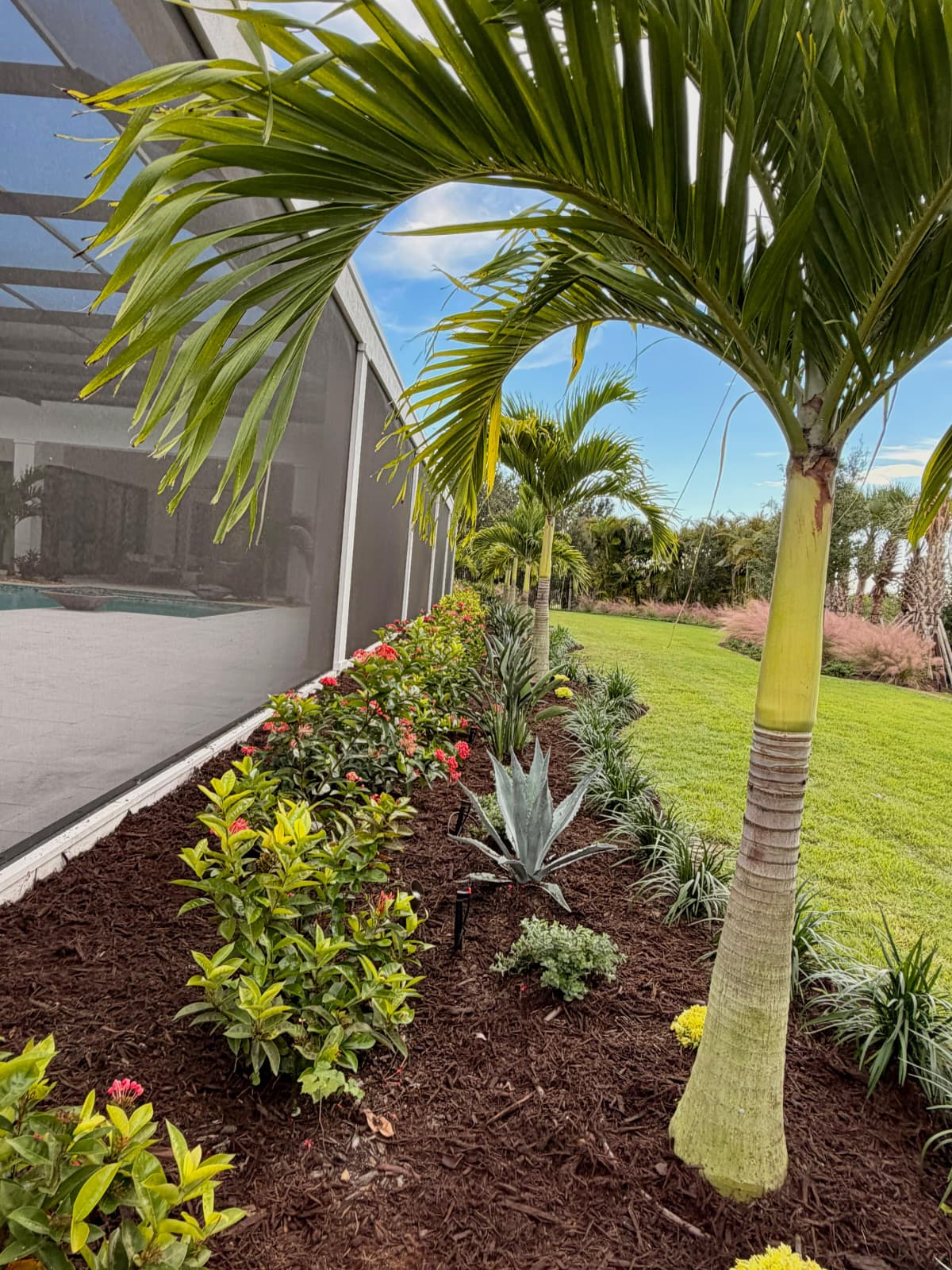 curved tropical landscaping bed along pool screen with fresh dark mulch and palms in Lakewood Ranch FL