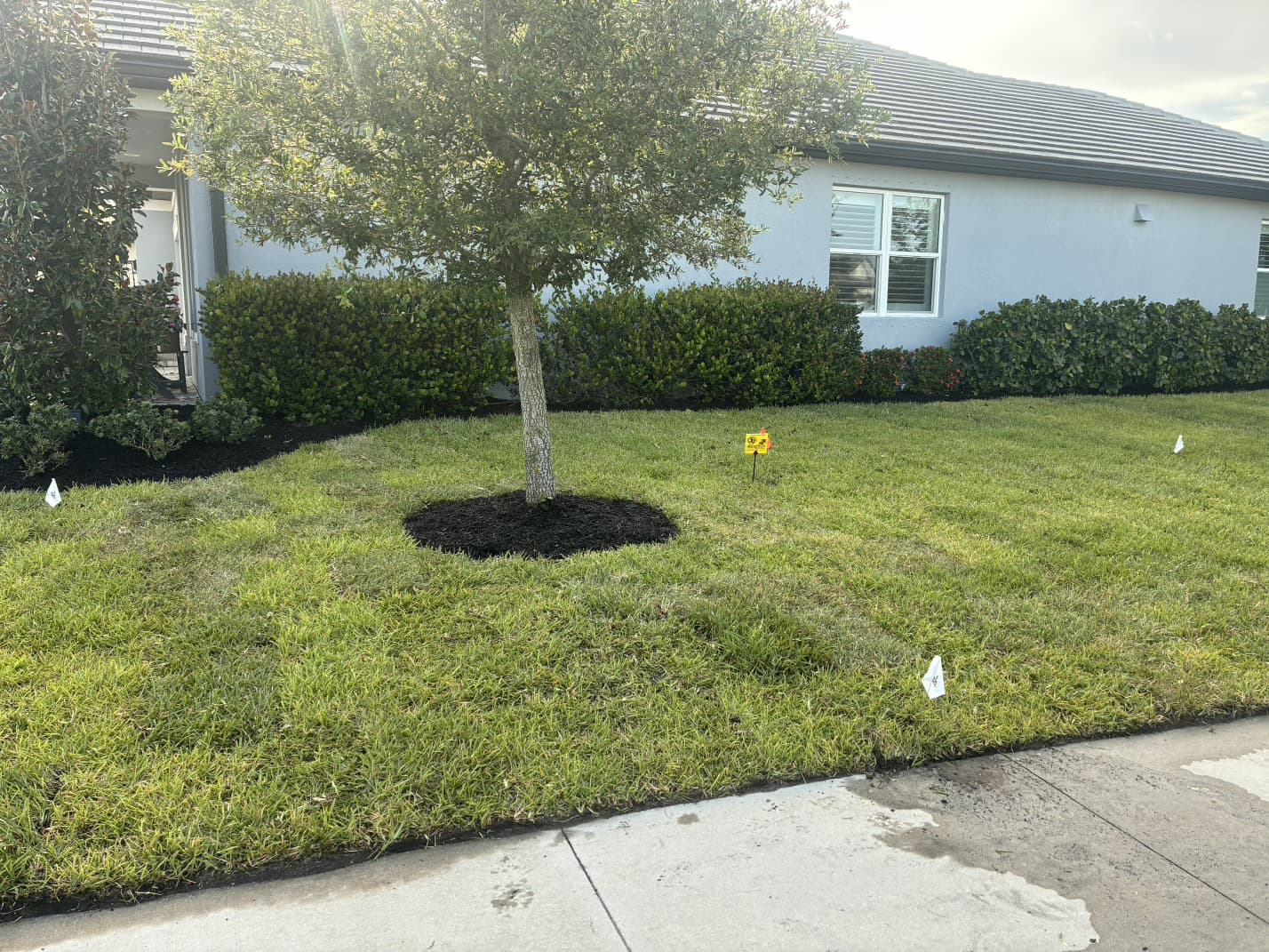 tree ring mulching and irrigation audit flagging by Aenlle Home Service LLC