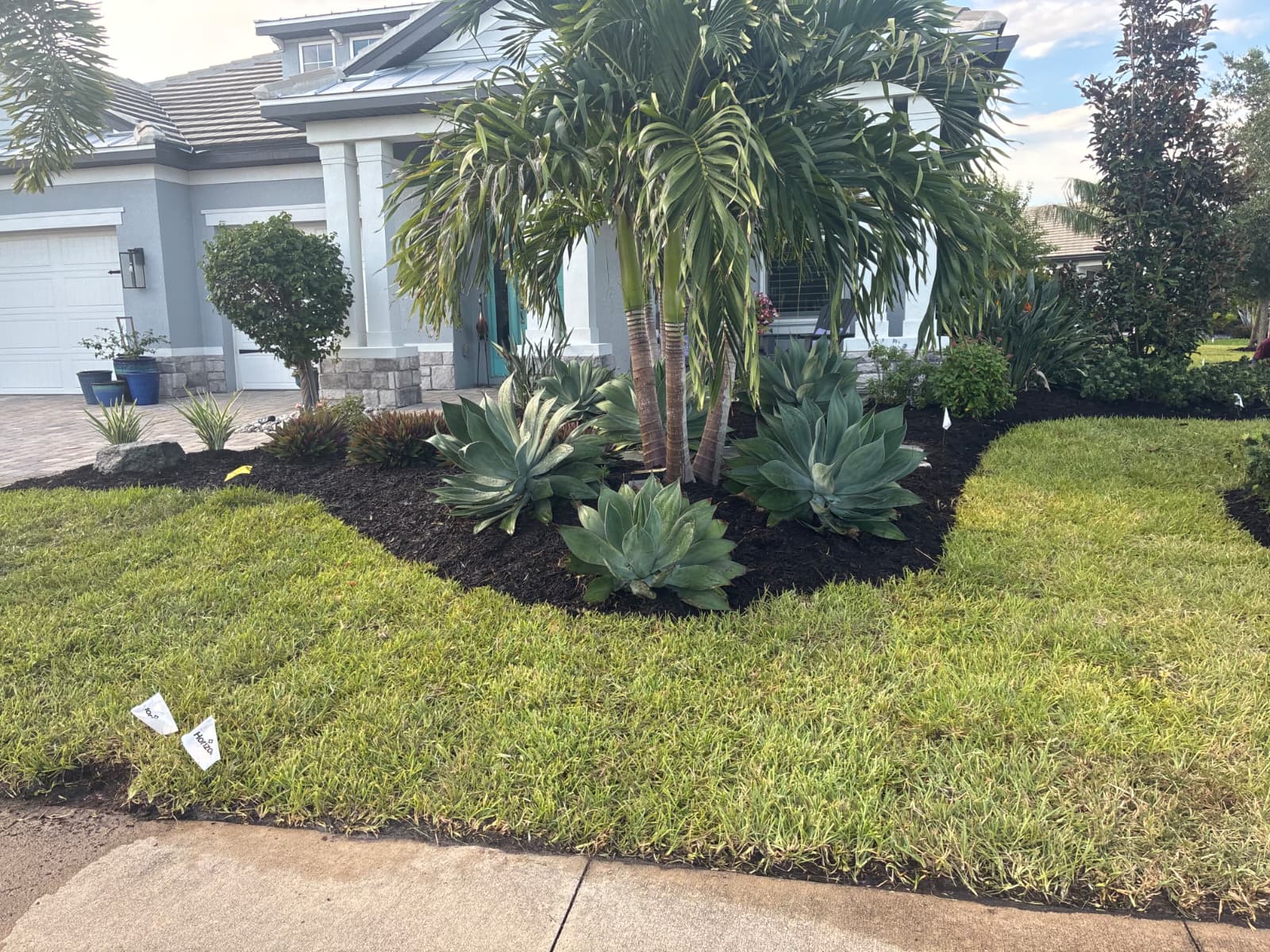 palm tree and agave landscape island installation by Aenlle Home Service LLC in Florida