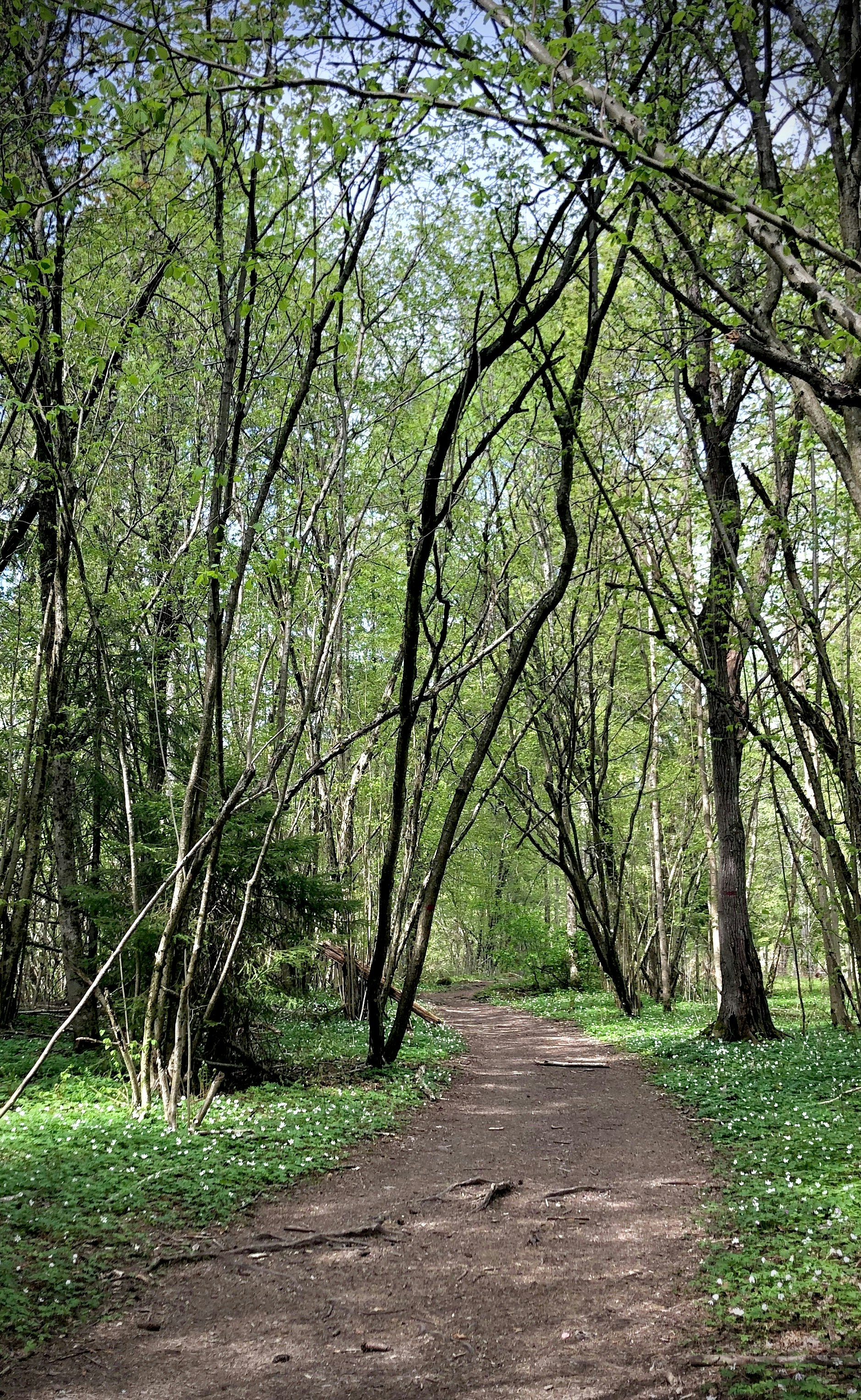 Spring outdoor trail in West Michigan park with fresh green foliage