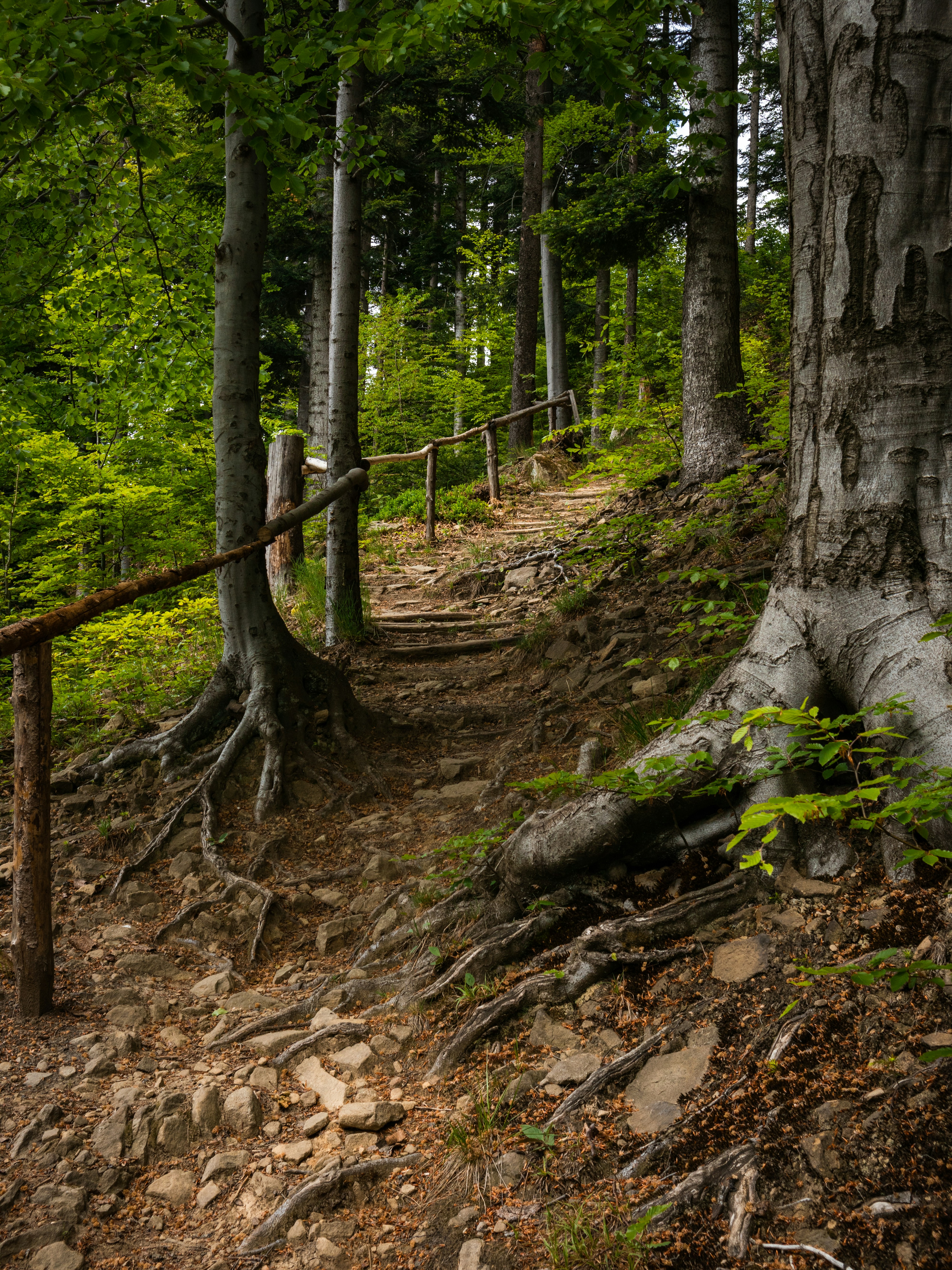 Hiking trail in West Michigan forest