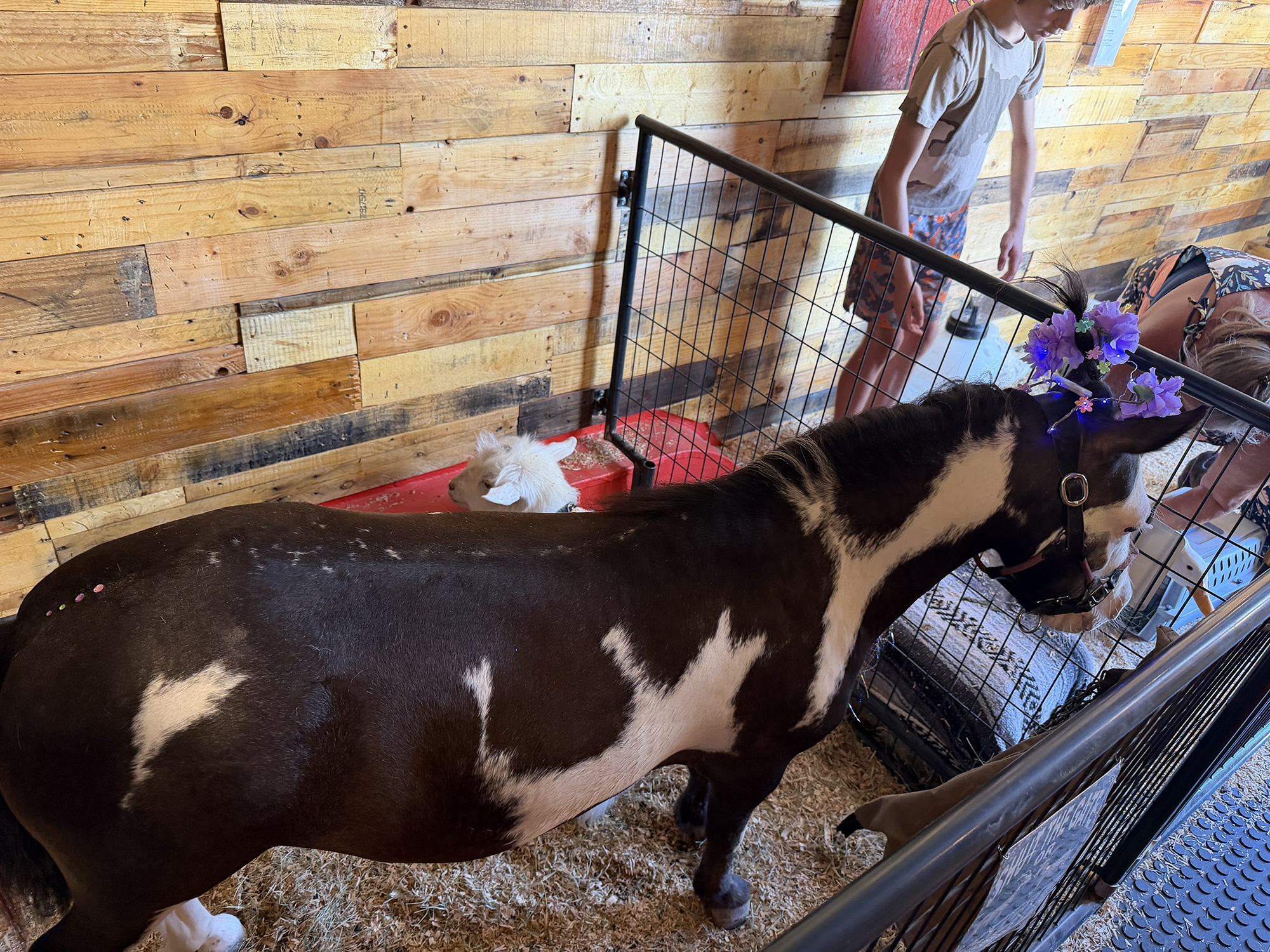 Mini Horse & Goat Pen