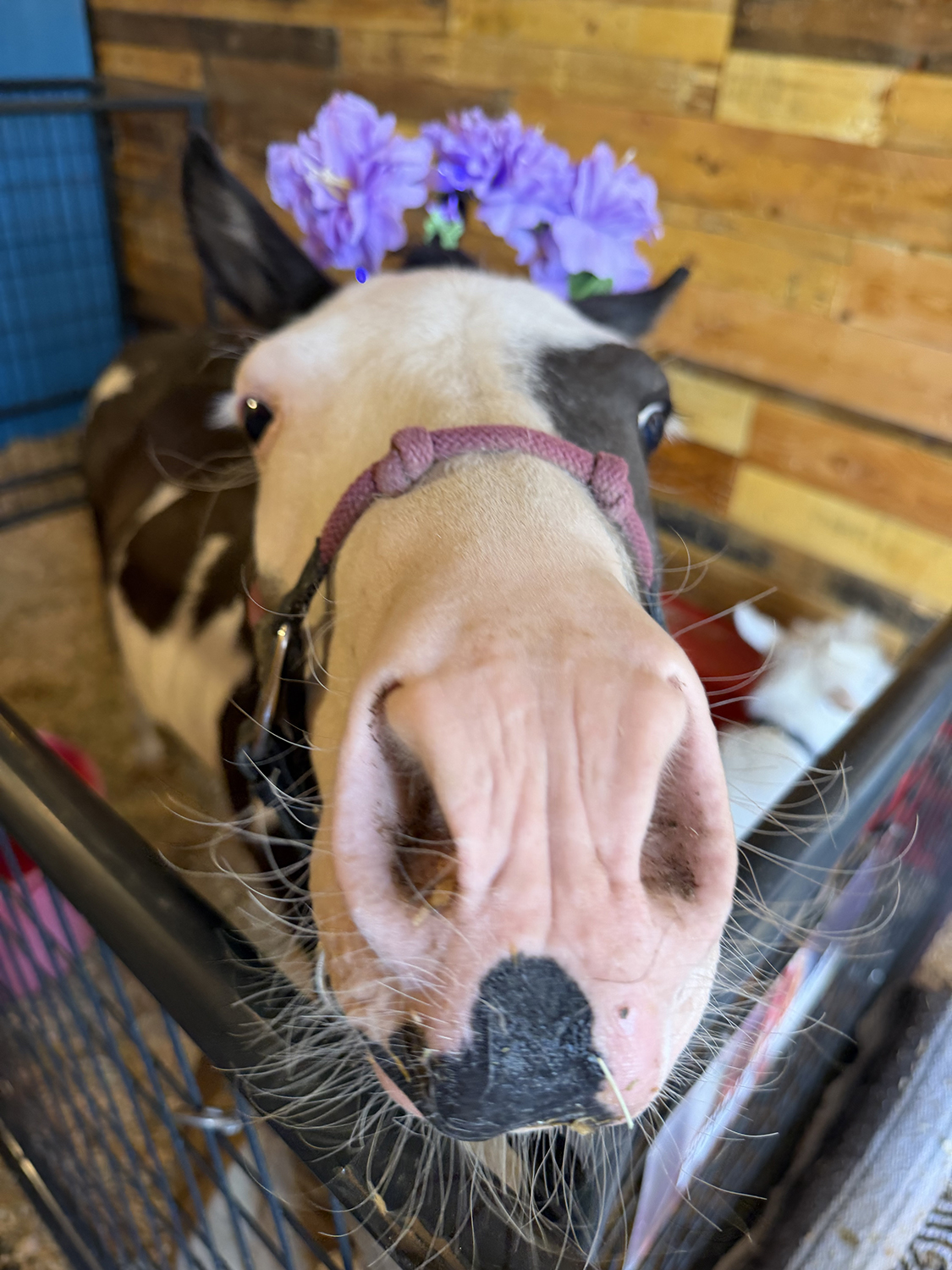 Gentle Mini Horse Close-Up
