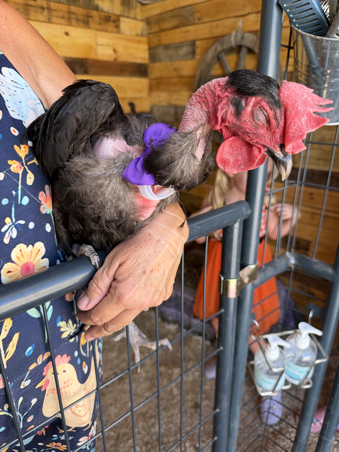 Rooster in a Purple Bow Tie