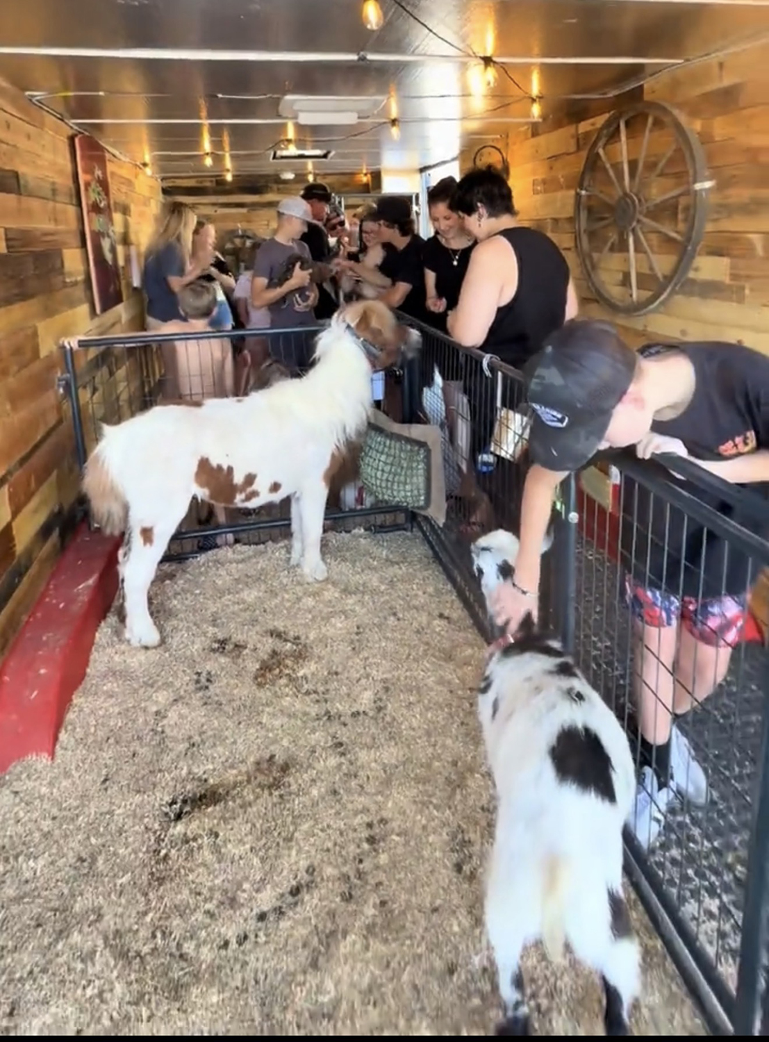 Pony & Goat Greetings