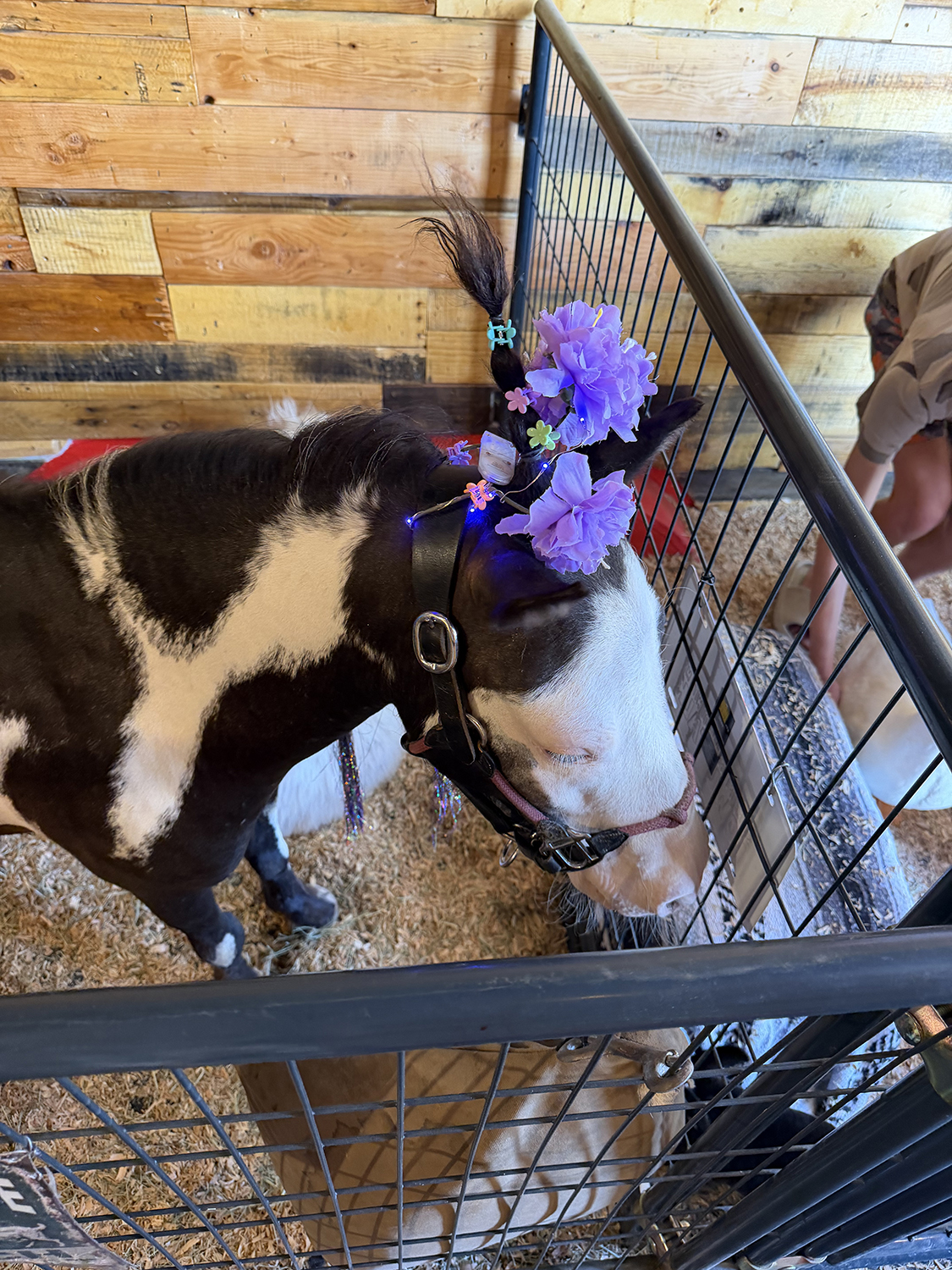 Flower-Crowned Mini Horse