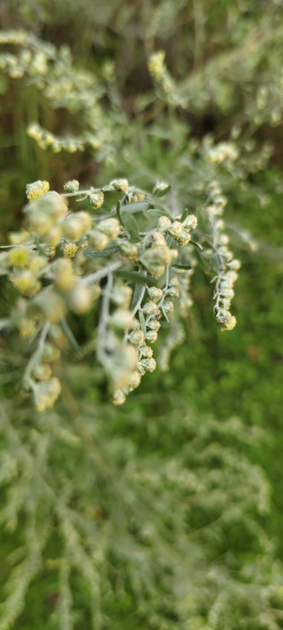 Beifuß Artemisia vulgaris als Räucherkraut Beifuß Pflanzen Artemisia vulgaris als heimisches Räucherkraut am Wegrand