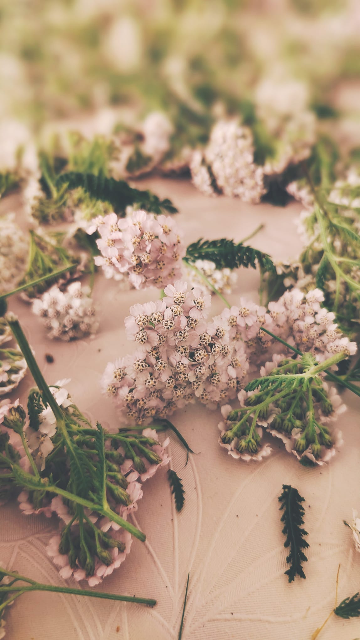 Schafgarbe Achillea millefolium als traditionelles Räucherkraut Zarte Schafgarbenblüten Achillea millefolium frisch geerntet zum Trocknen