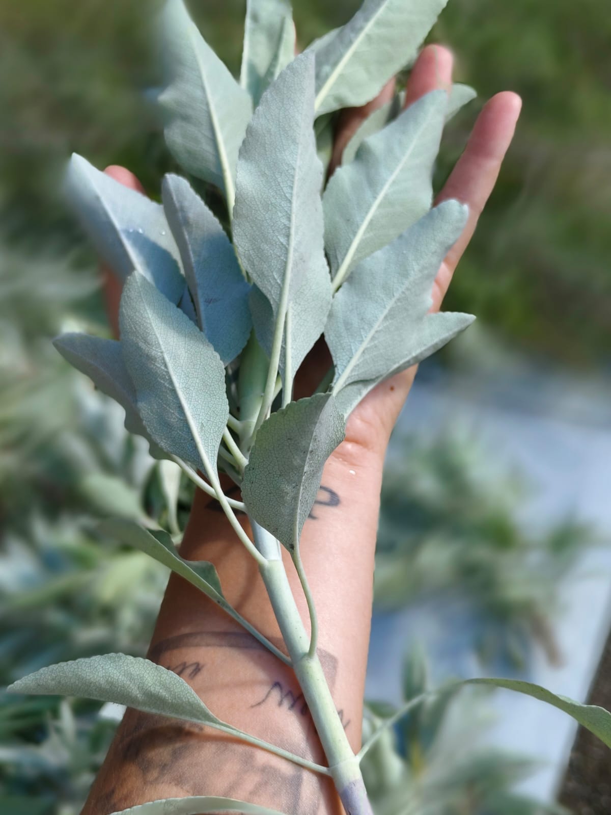 Weißer Salbeizweig frisch geerntet zum Räuchern Frischer weißer Salbei Zweig aus eigenem Garten für reinigenden Räucherduft