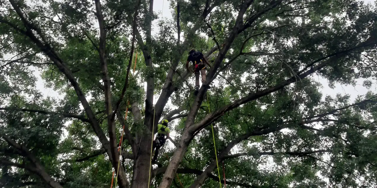 Two climbers in helmets working separate lines in a mature hardwood canopy.
