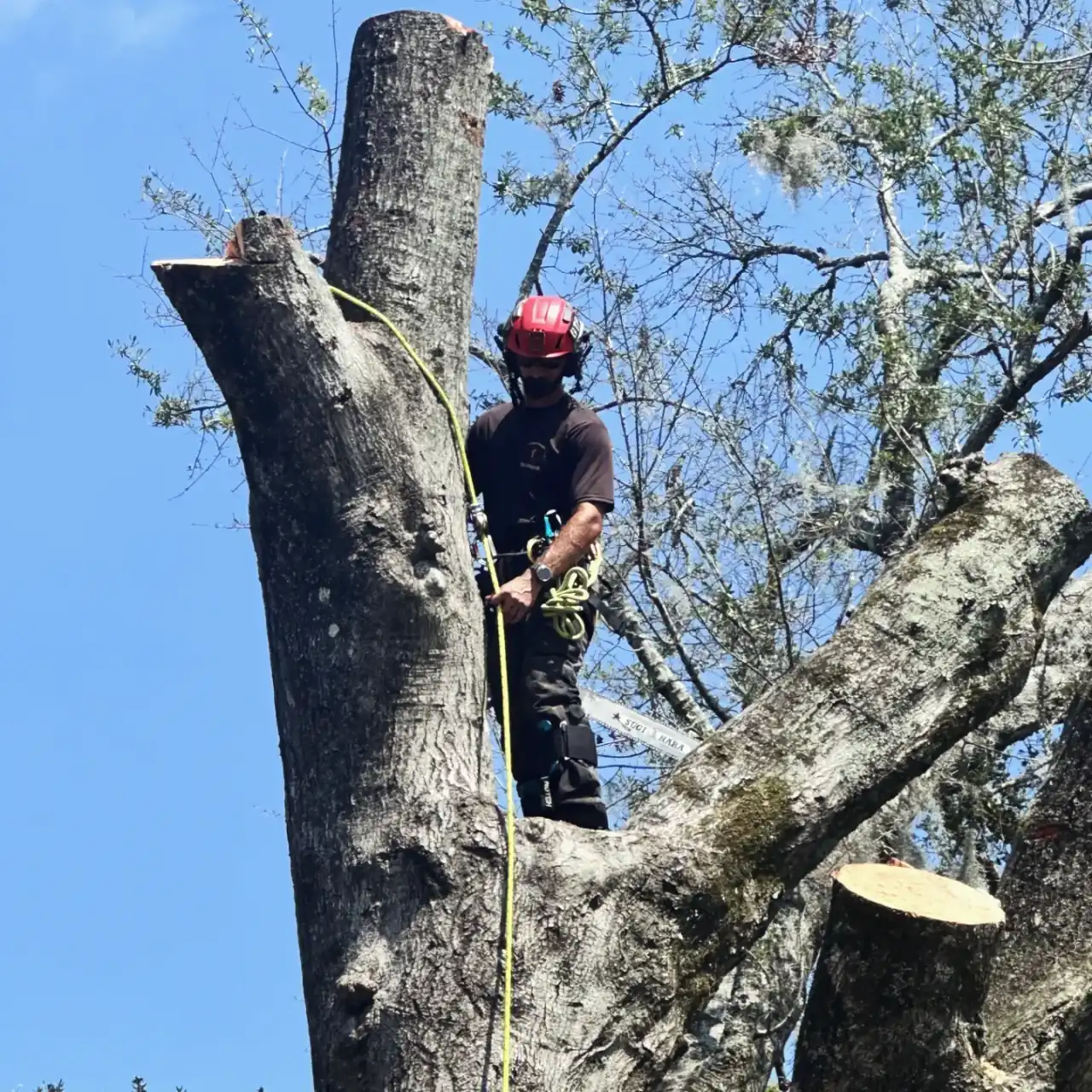 An arborist on a climbing line standing high in a partially dismantled tree, with fresh cut limb faces and a bare spar around him